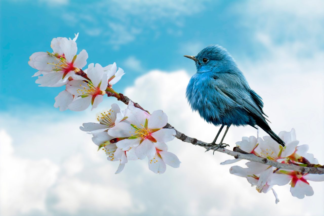 Blue bird on white blossom branch under blue sky.