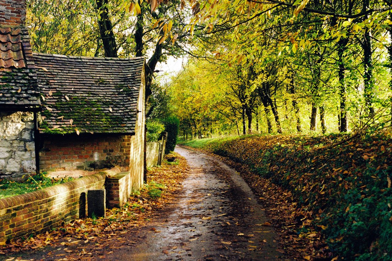 Natural landscape, Road surface, Plant, Green, Branch, Wood, Tree, Building, Sunlight, Biome