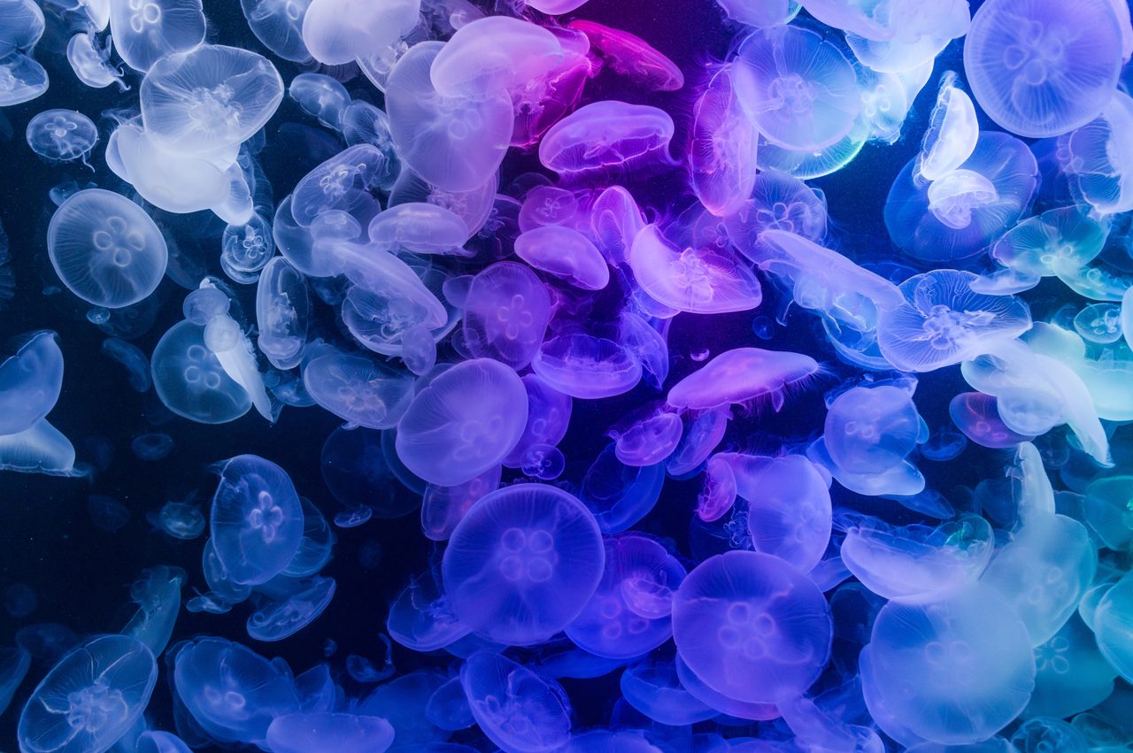 Natural environment, Marine invertebrates, Blue, Light, Azure, Purple, Organism, Bioluminescence, Jellyfish, Violet