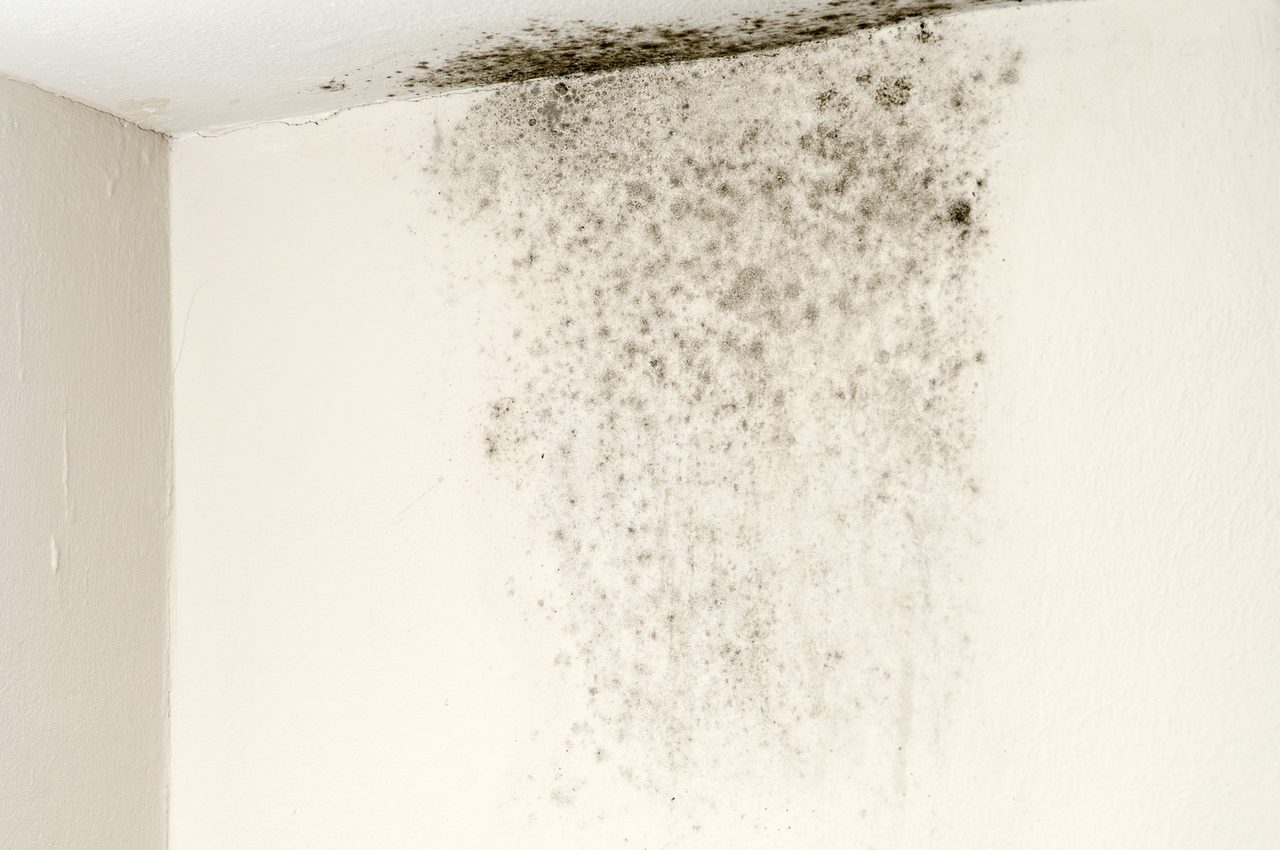 mold