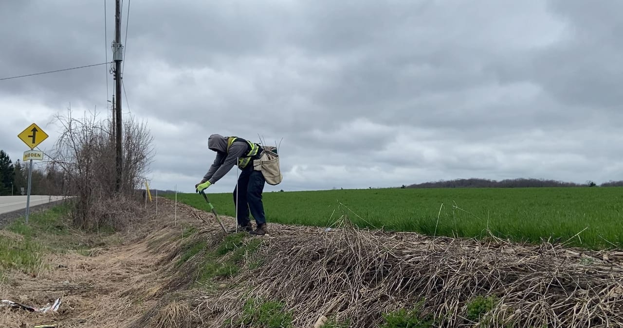 A volunteer plants native trees by the side of the road in Woolwich.