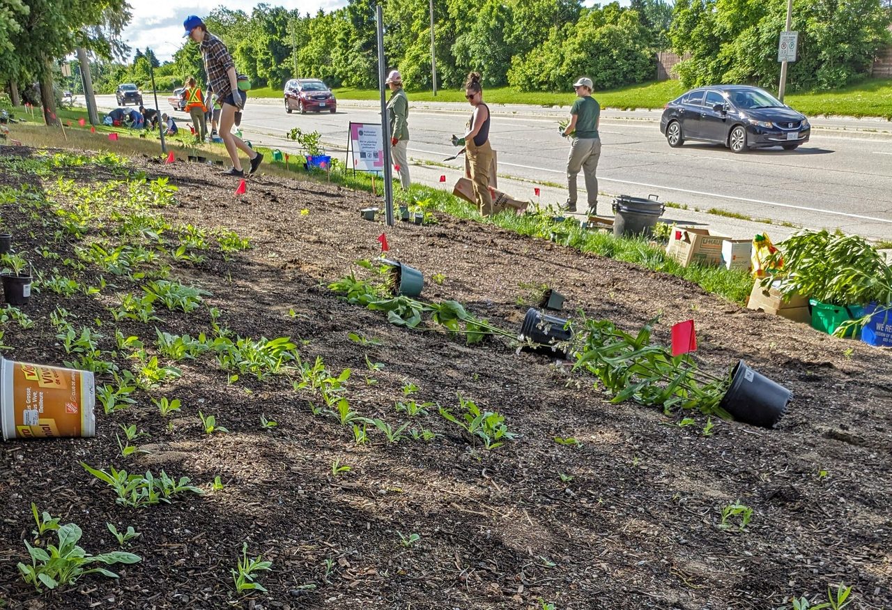 People planting pollinator plants by the roadside