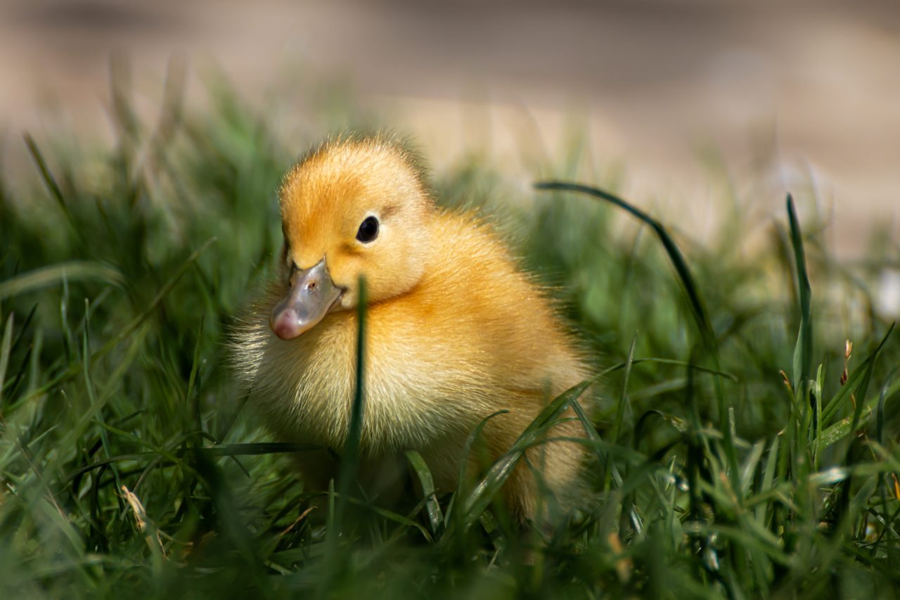 duck, ducklings, bird