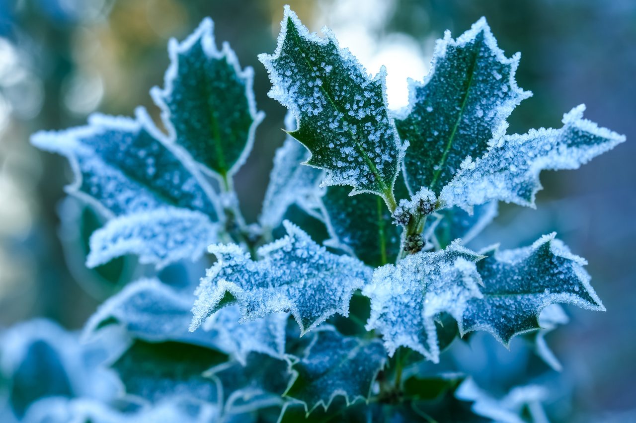 holly, ilex, christmas