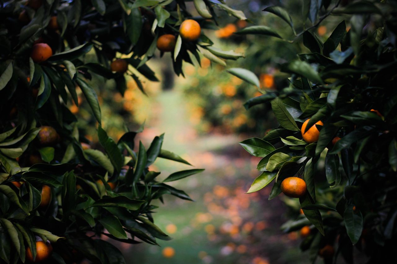 Secret Orange Garden