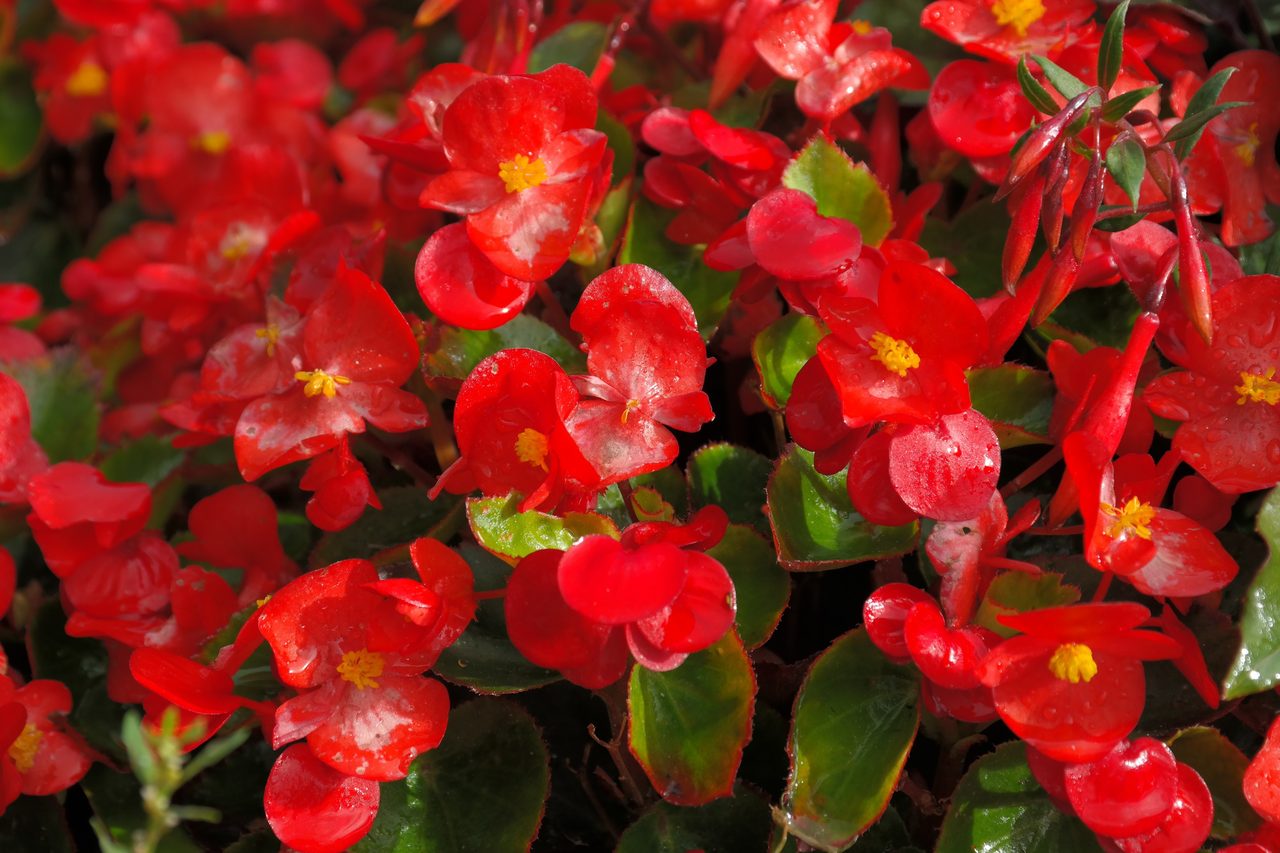 Close-up of vibrant red begonia flowers with water droplets on petals and green leaves.