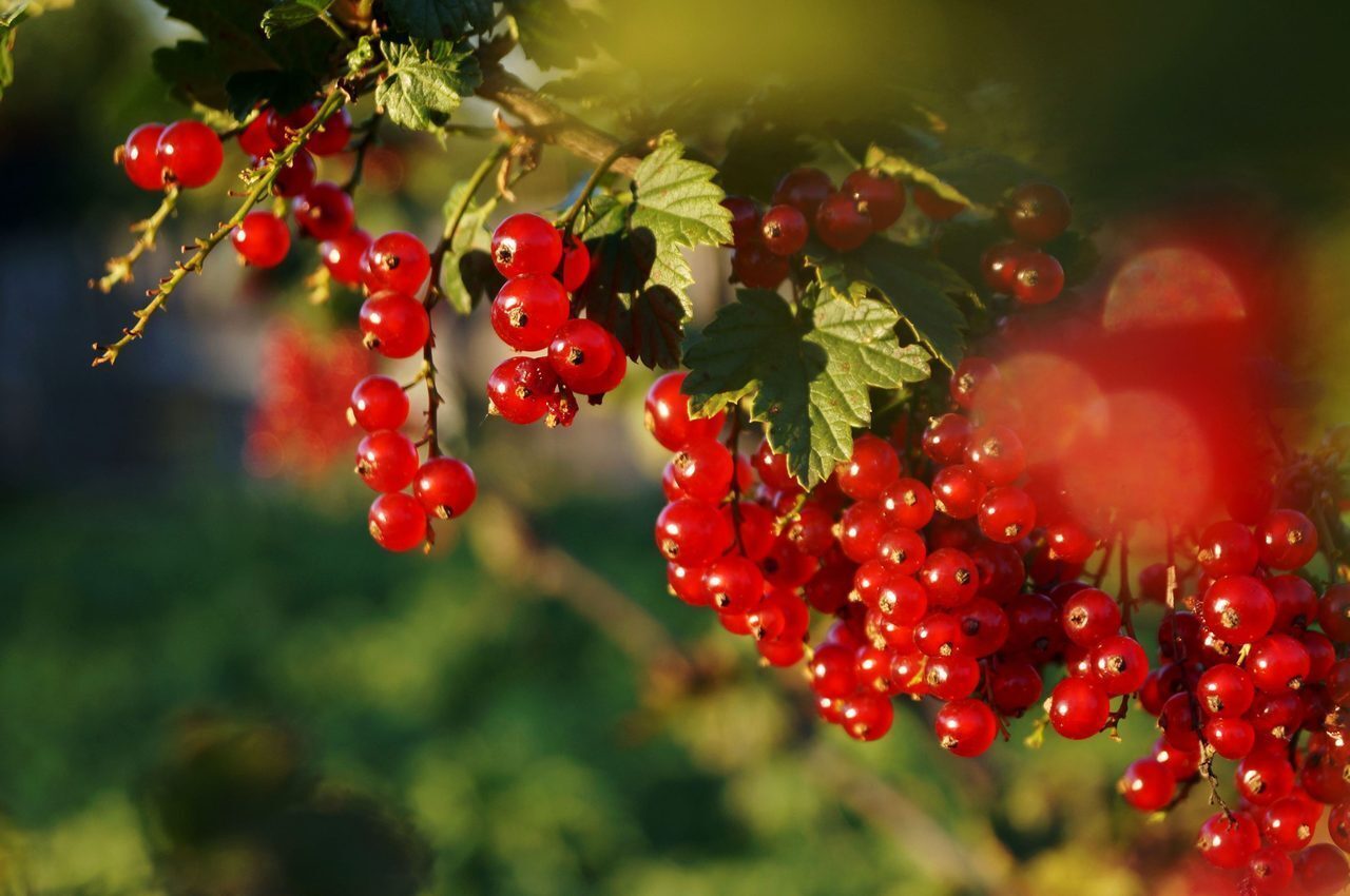 Seedless fruit, Woody plant, Tree, Berry, Twig