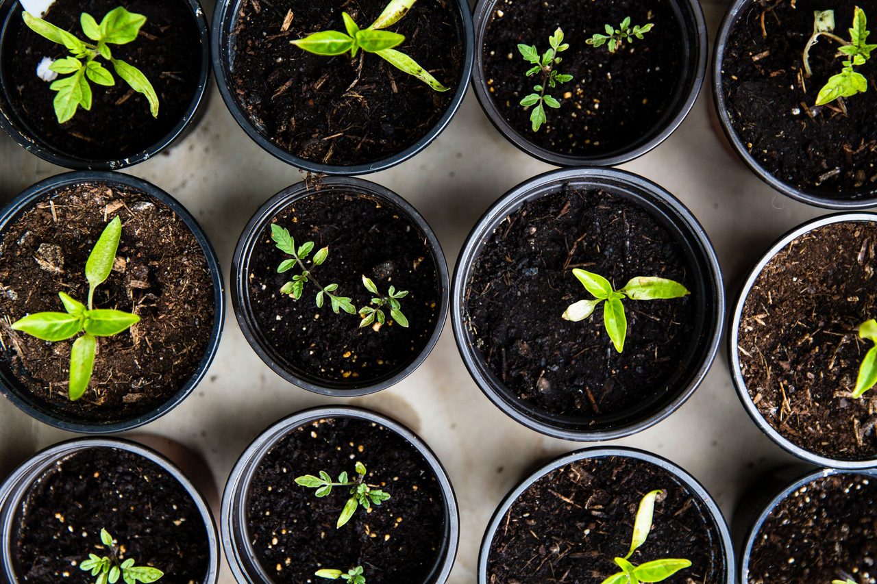 Urban Gardening &#x2013; Raising tomatoes for self support