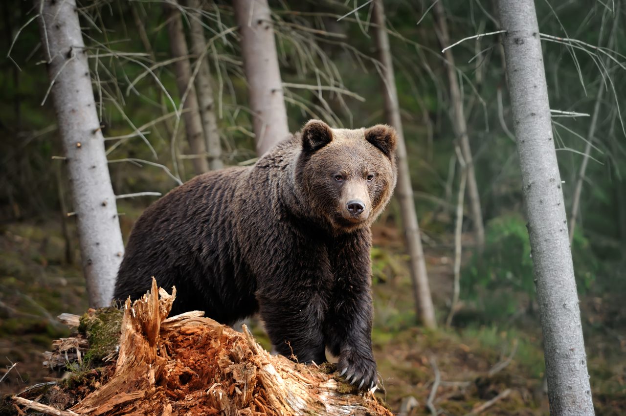 Brown bear, Natural landscape, Terrestrial animal, Plant, Carnivore, Tree, Wood, Biome, Trunk