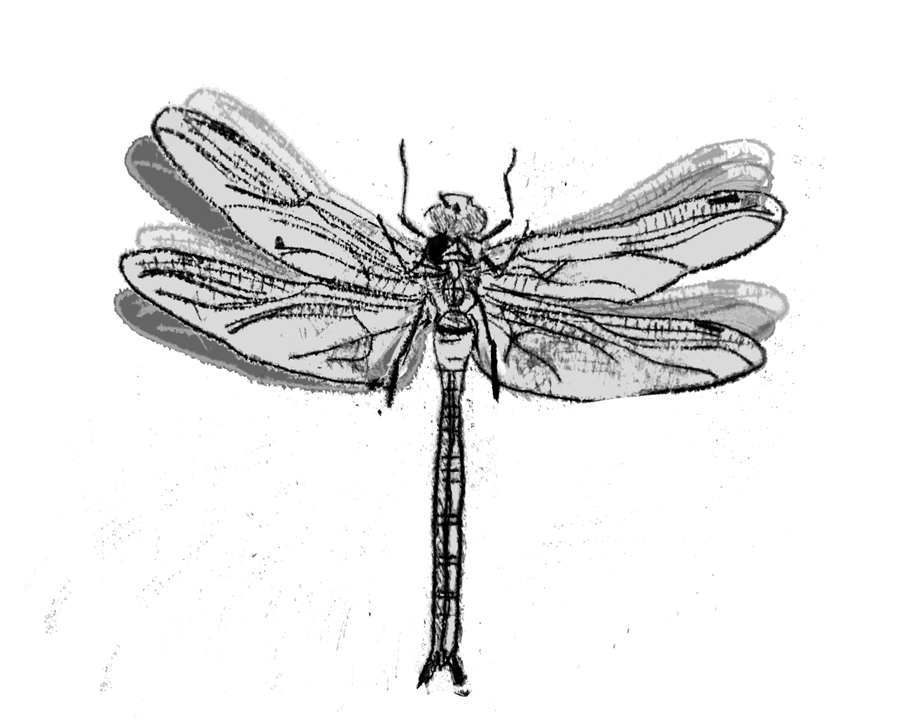 Insect, Arthropod, Odonata, Wing, Pest, Drawing, Pollinator