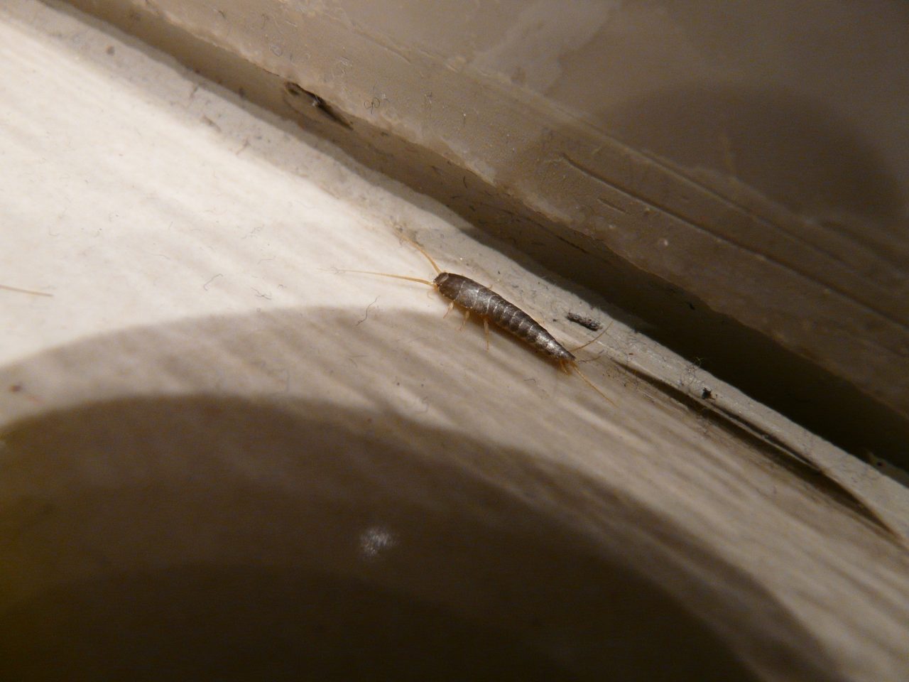 Silverfish on a light-colored baseboard or trim.