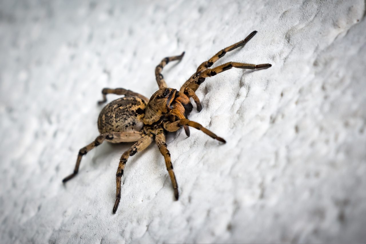 Mottled brown and black spider on a white textured wall.