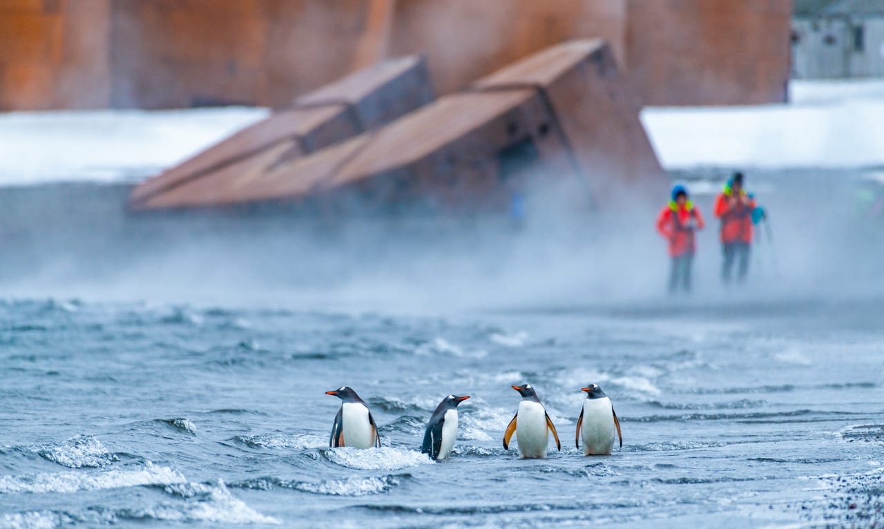 King penguin, Atmospheric phenomenon, Water, Bird, Beak, Freezing