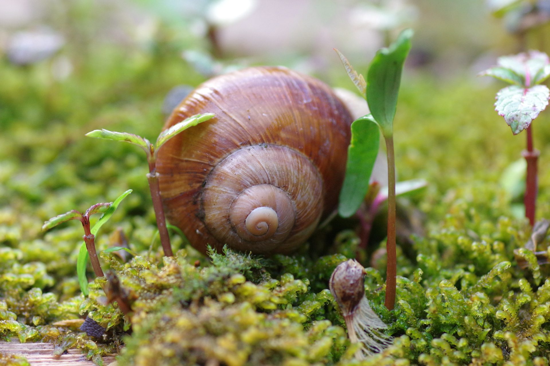 Snails and slugs, Natural environment, Terrestrial plant, Snail, Organism, Grass