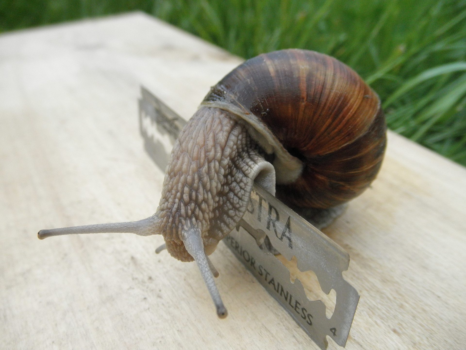 Snails and slugs, Terrestrial animal, Eye, Snail, Wood, Shell
