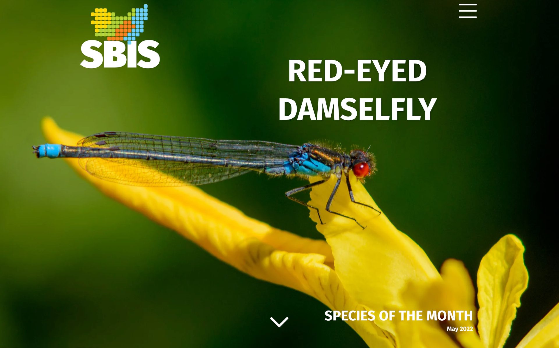 Dragonflies and damseflies, Terrestrial plant, Insect, Arthropod, Dragonfly, Organism, Yellow, Damselfly
