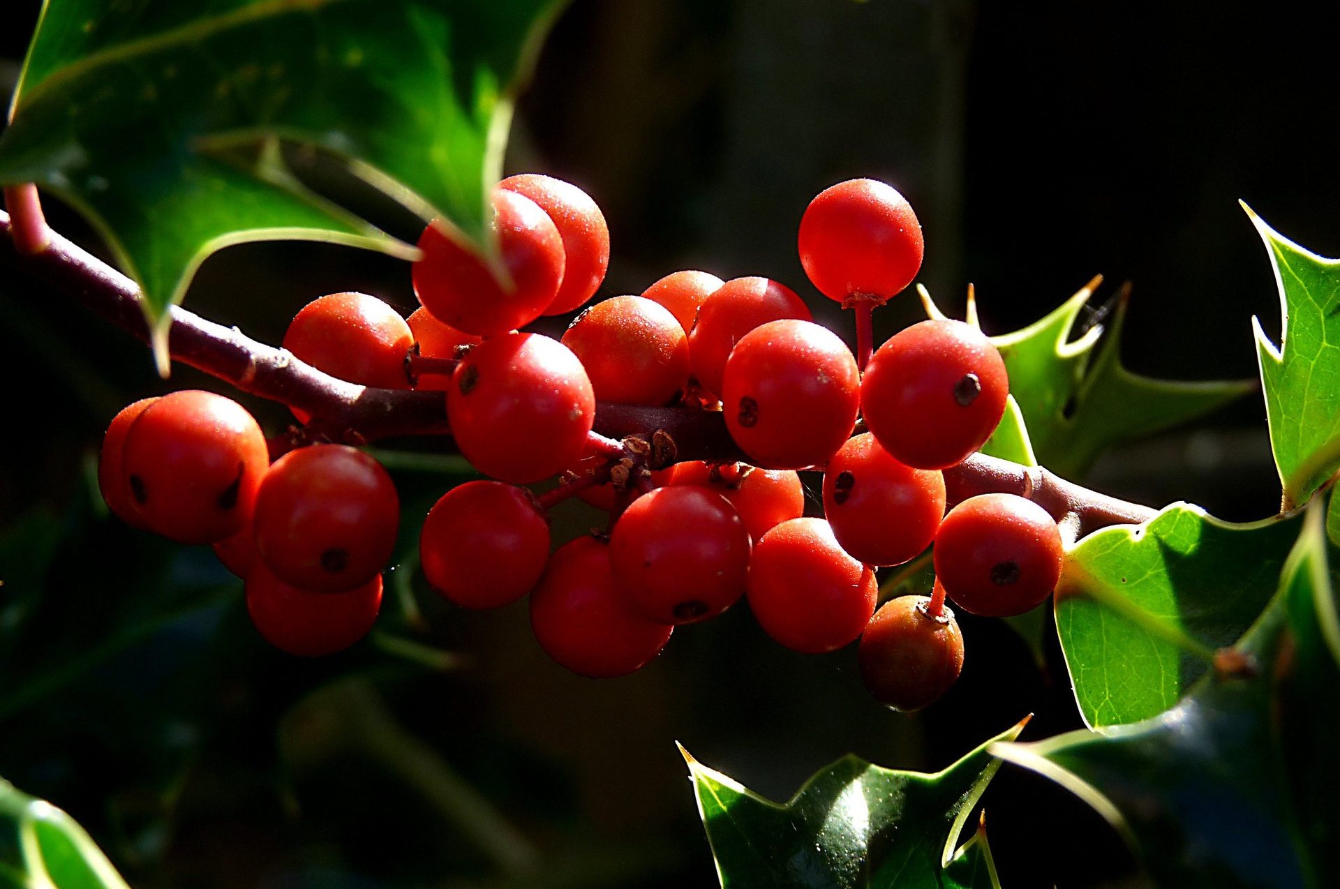 Large bunch of  bright red Holly berries on a stem