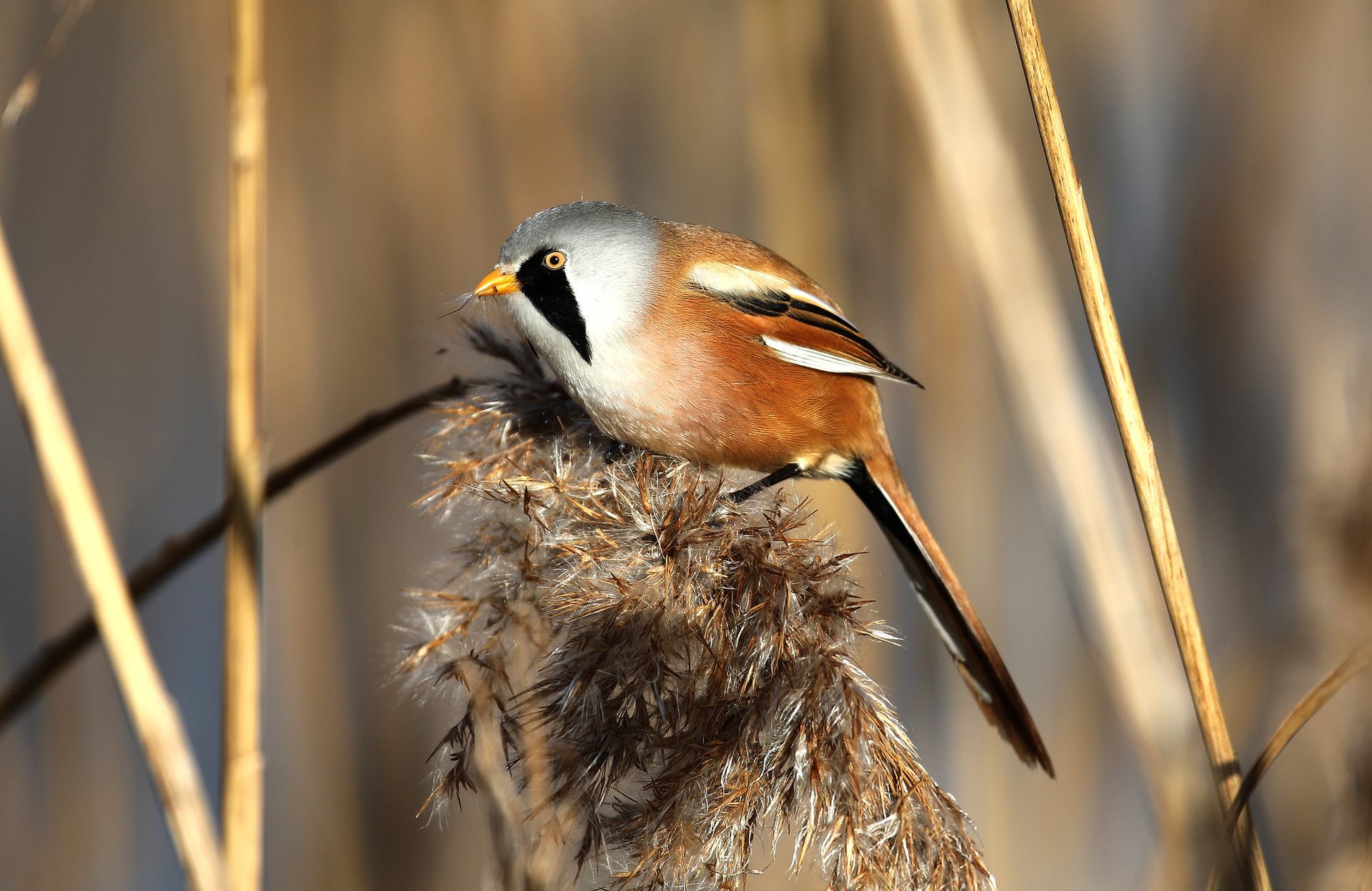 Bearded reedling bird perched on a reed head