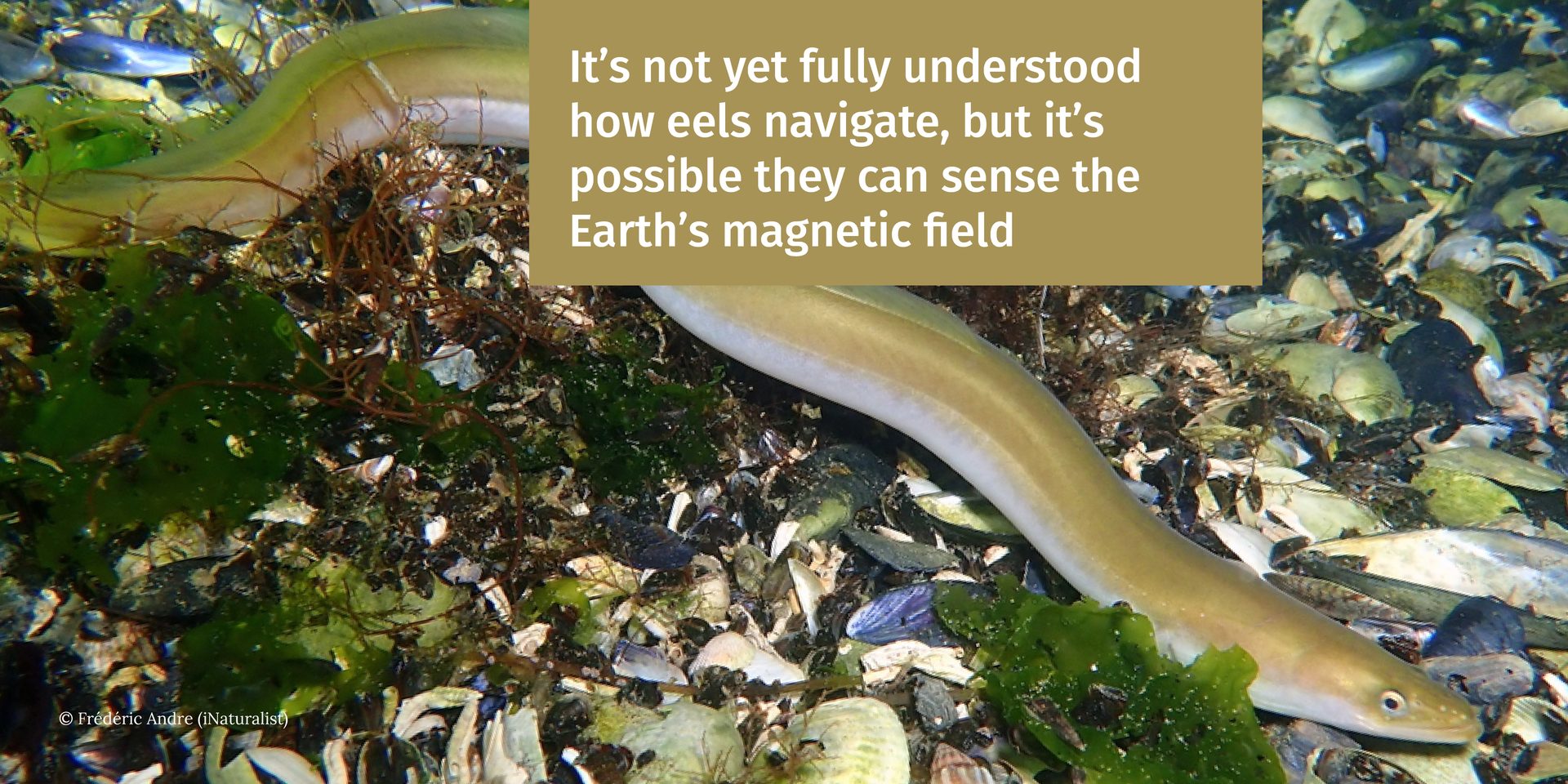 It&#x2019;s not yet fully understood how eels navigate, but it&#x2019;s possible they can sense the Earth&#x2019;s magnetic field