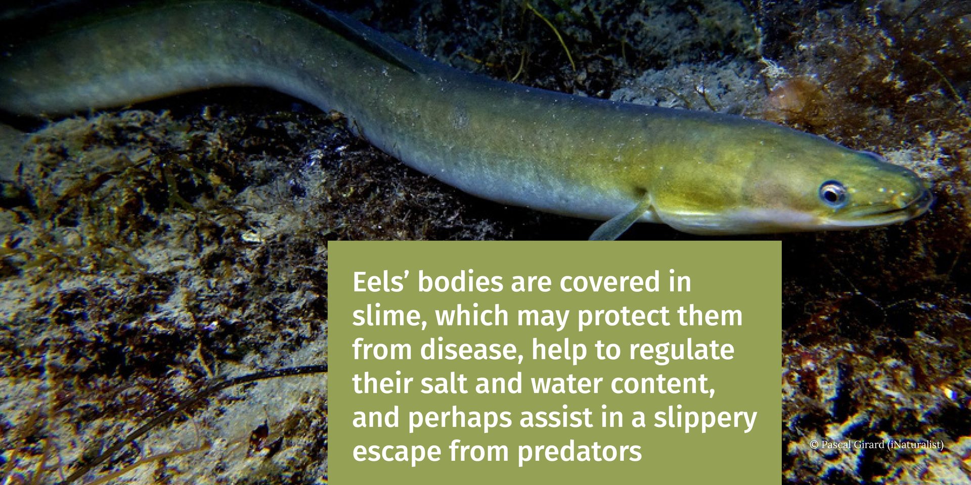 Eels&#x2019; bodies are covered in slime, which may protect them from disease, help to regulate their salt and water content, and perhaps assist in a slippery escape from predators