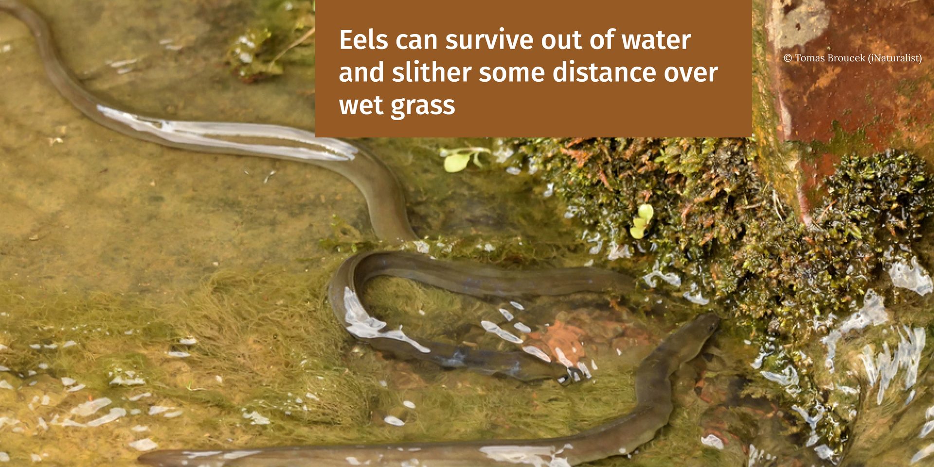 Adult eels can survive out of water and slither some distance over wet grass