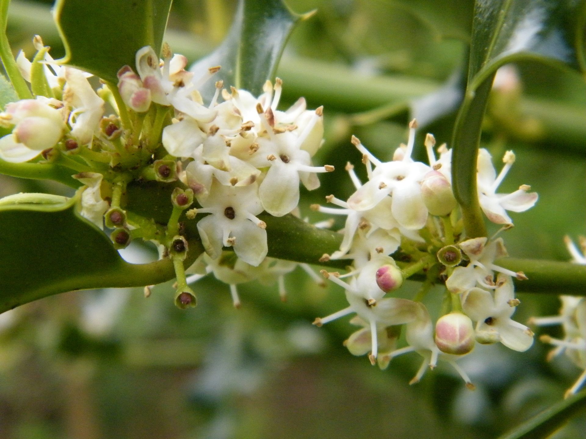 Male Holly flowers