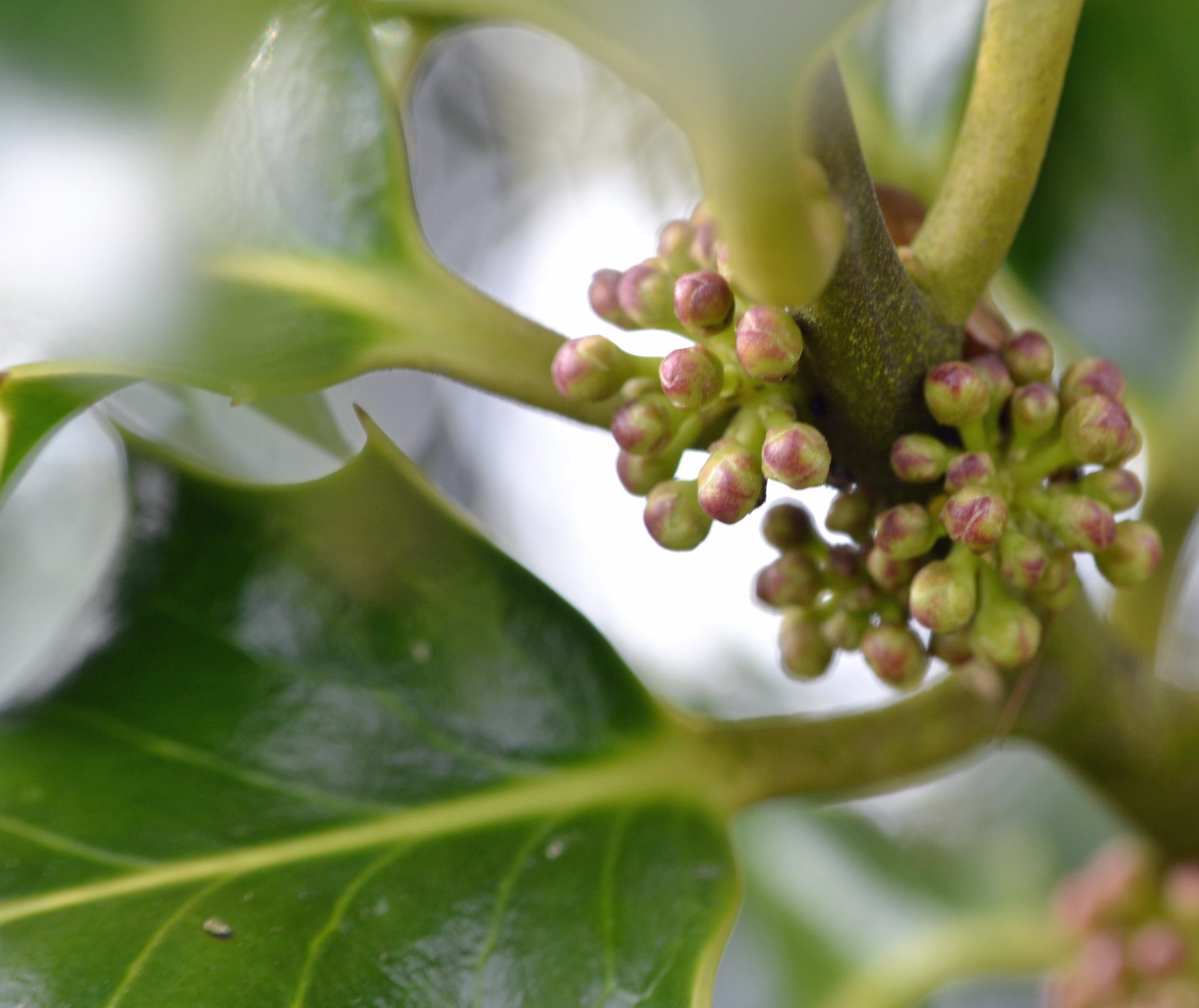 A close up of Holly flower buds