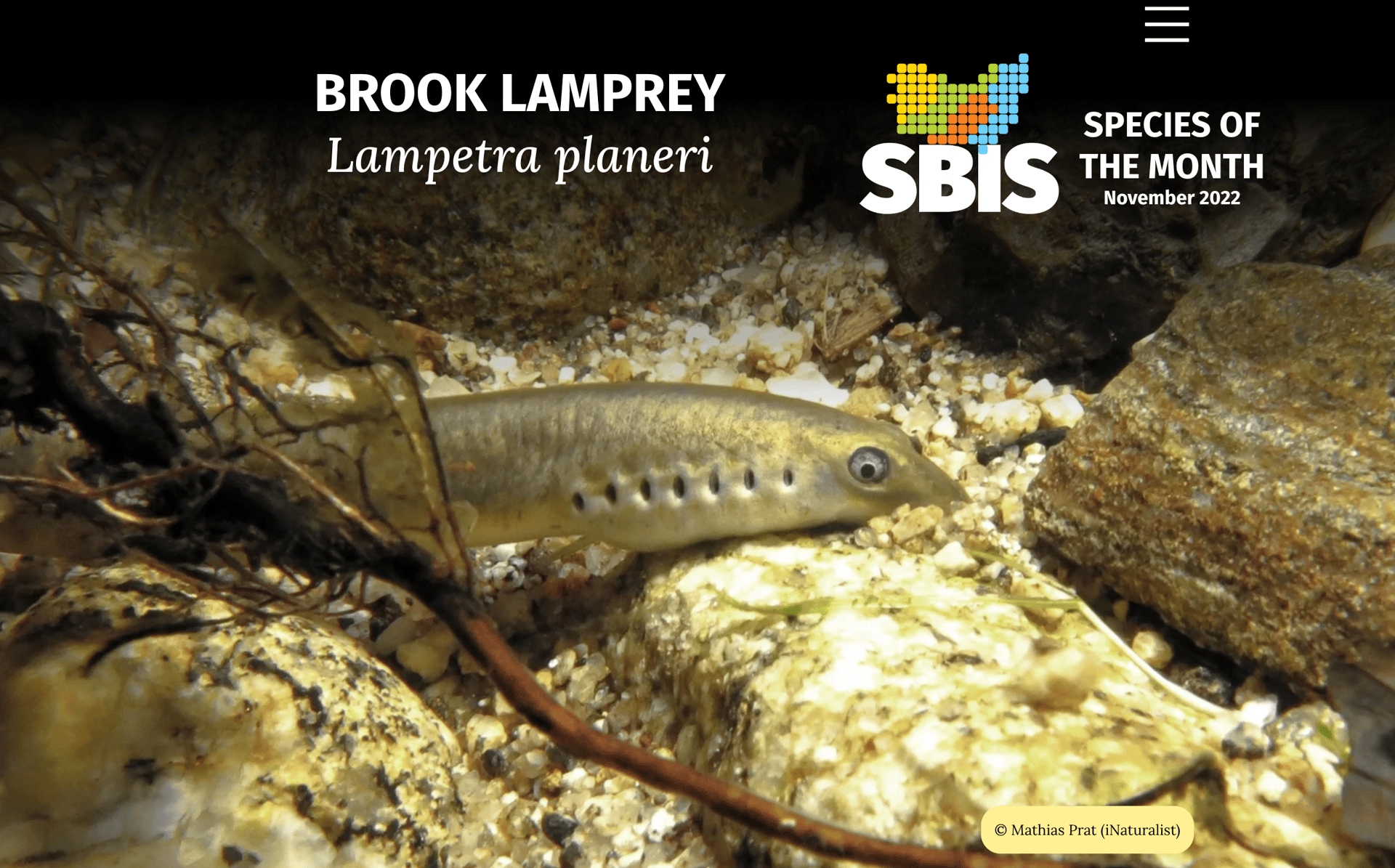 Brook lamprey