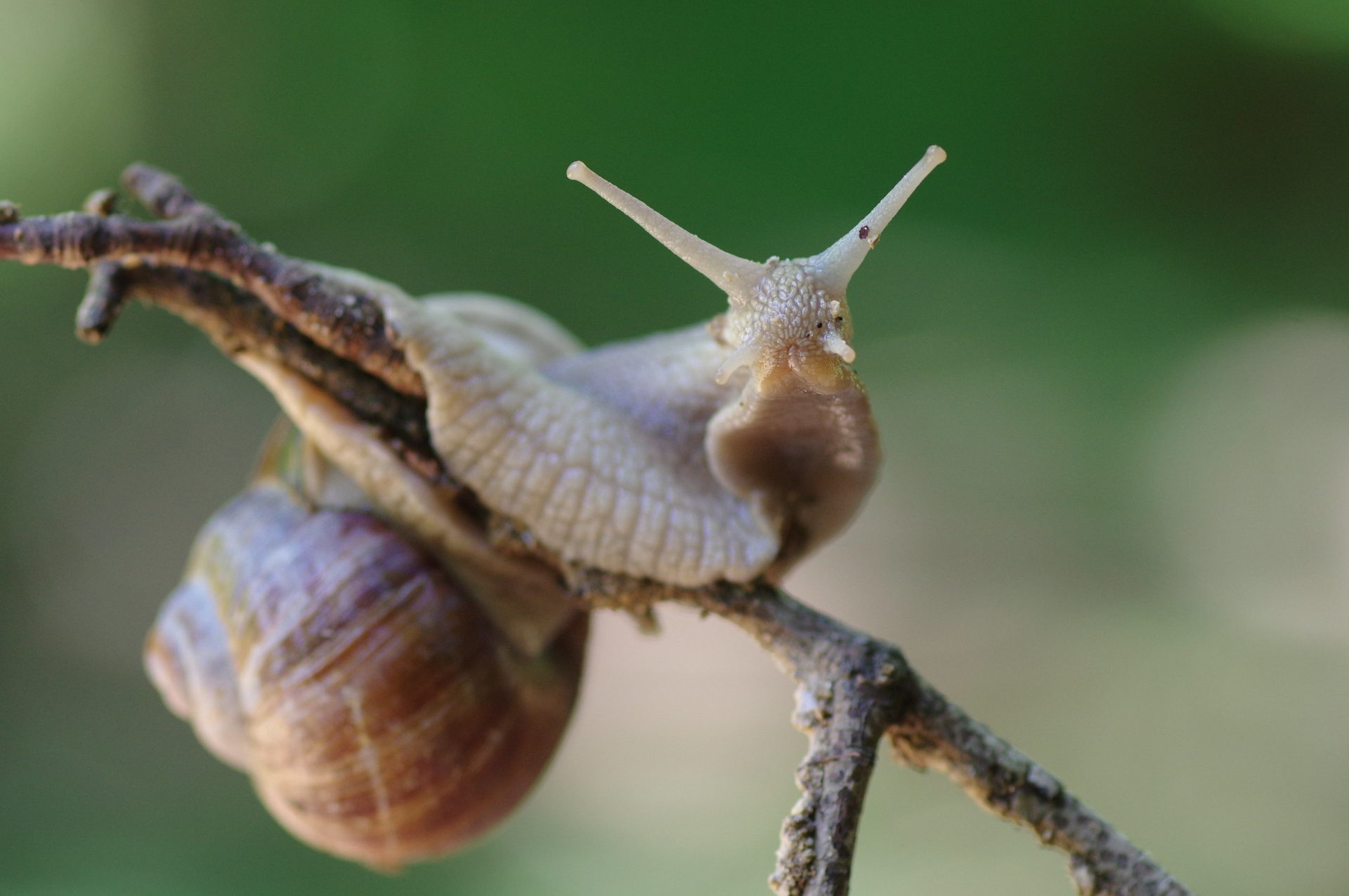 Snails and slugs, Snail, Twig, Wood