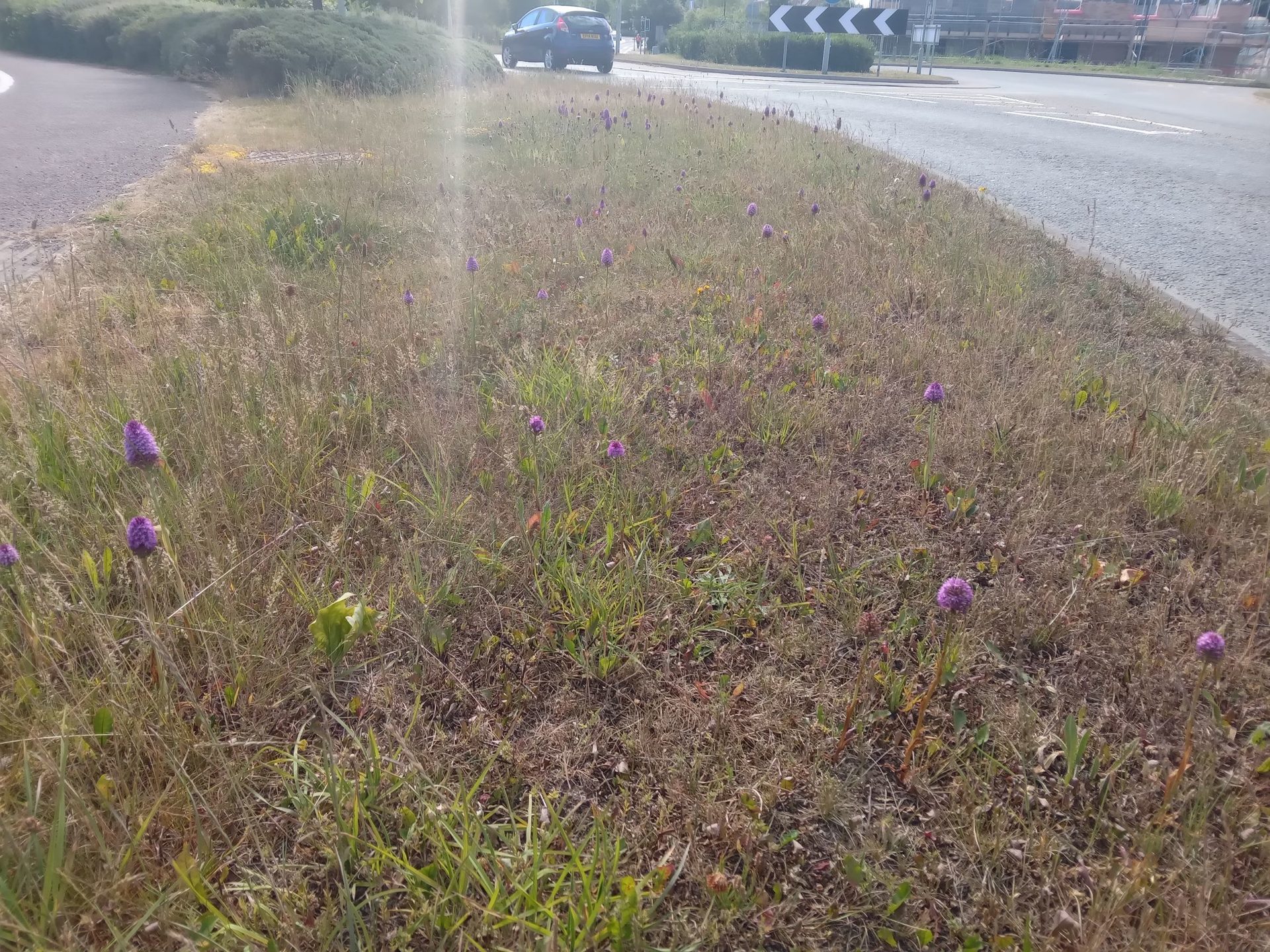 Road surface, Land lot, Plant, Asphalt, Grass