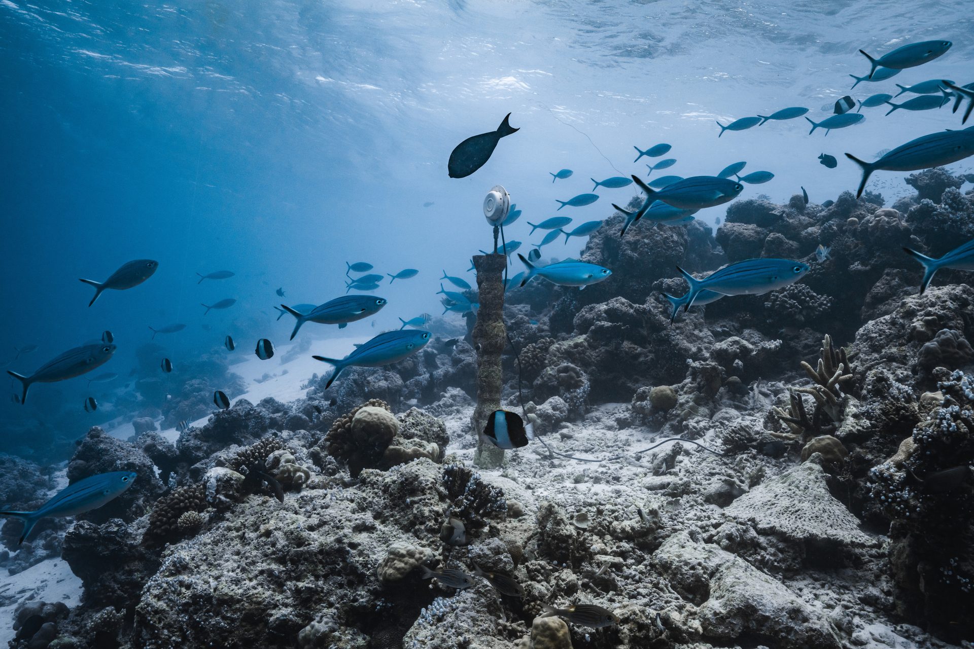 Blue fish swarm around a coral reef and an underwater monitoring device under sunlit water.