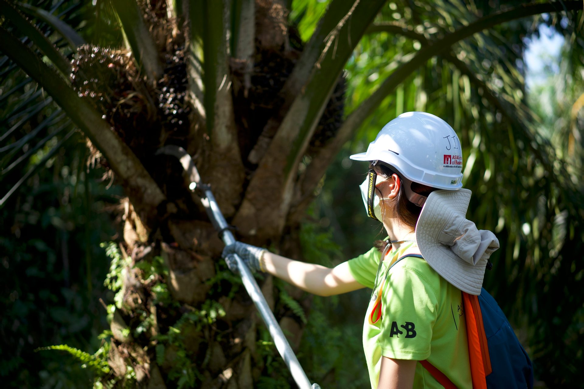 Hard hat, Woody plant, Helmet, Organism, Tree, Wood