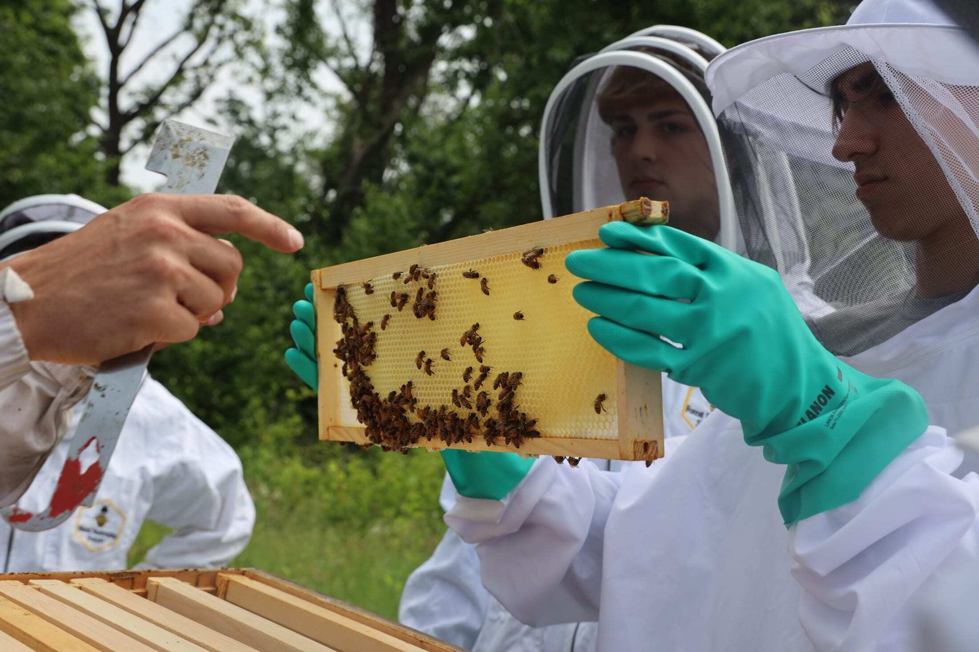 Beekeepers in protective suits inspect a beehive frame covered with bees, with one person pointing.
