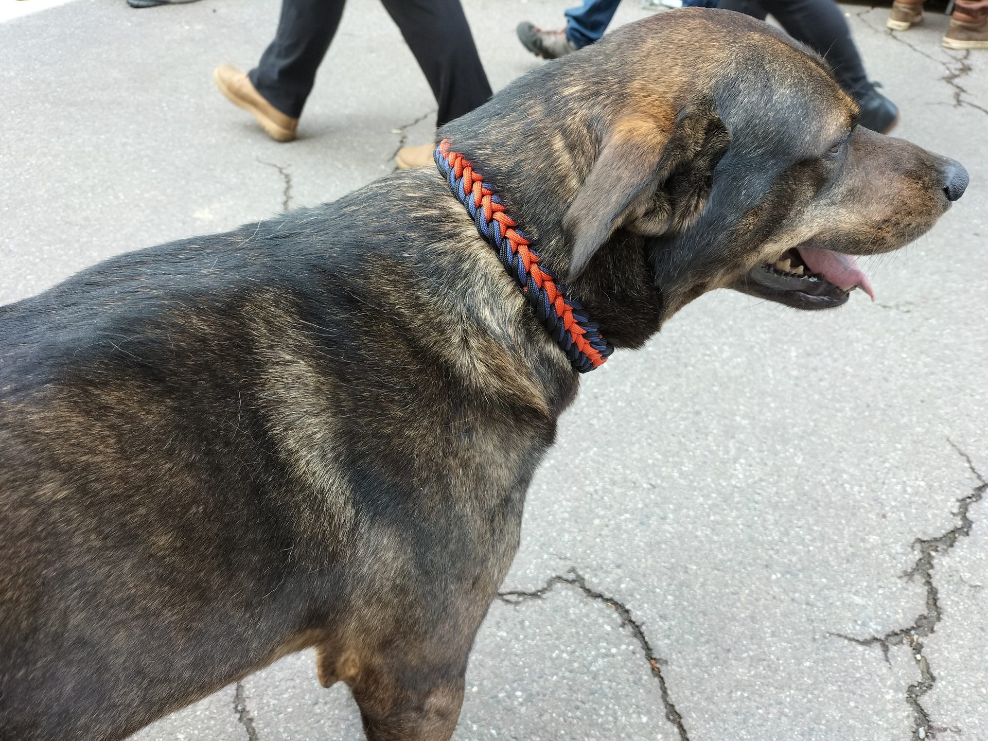 Dog breed, Working animal, Carnivore, Collar