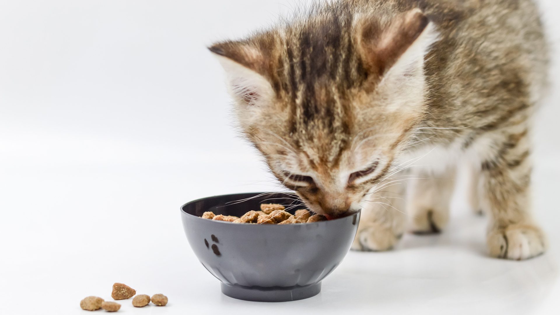 Animal feed, Pet food, Cat supply, Ingredient, Tableware, Carnivore