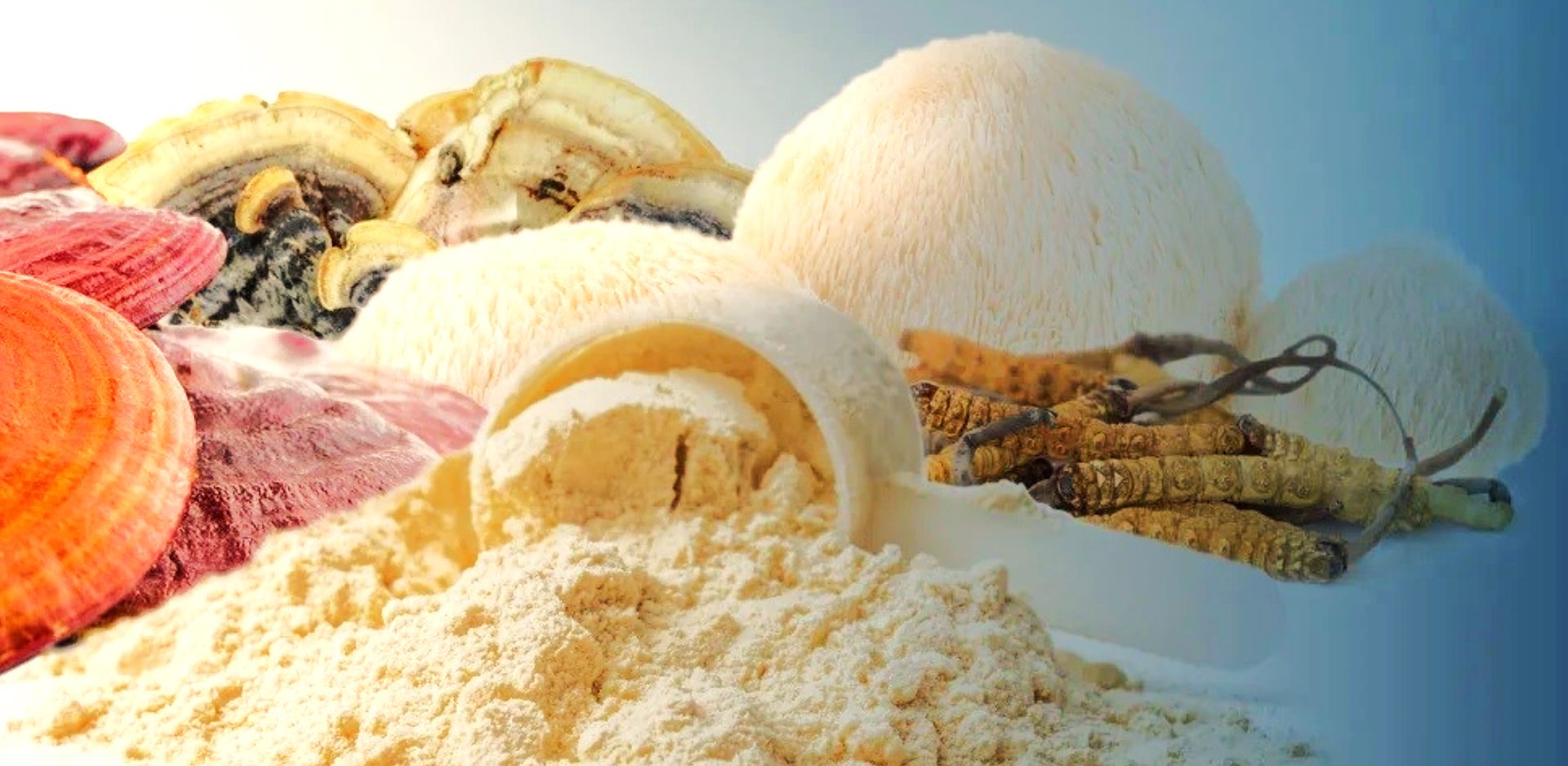 Medicinal Mushrooms Sempera Organics Inc