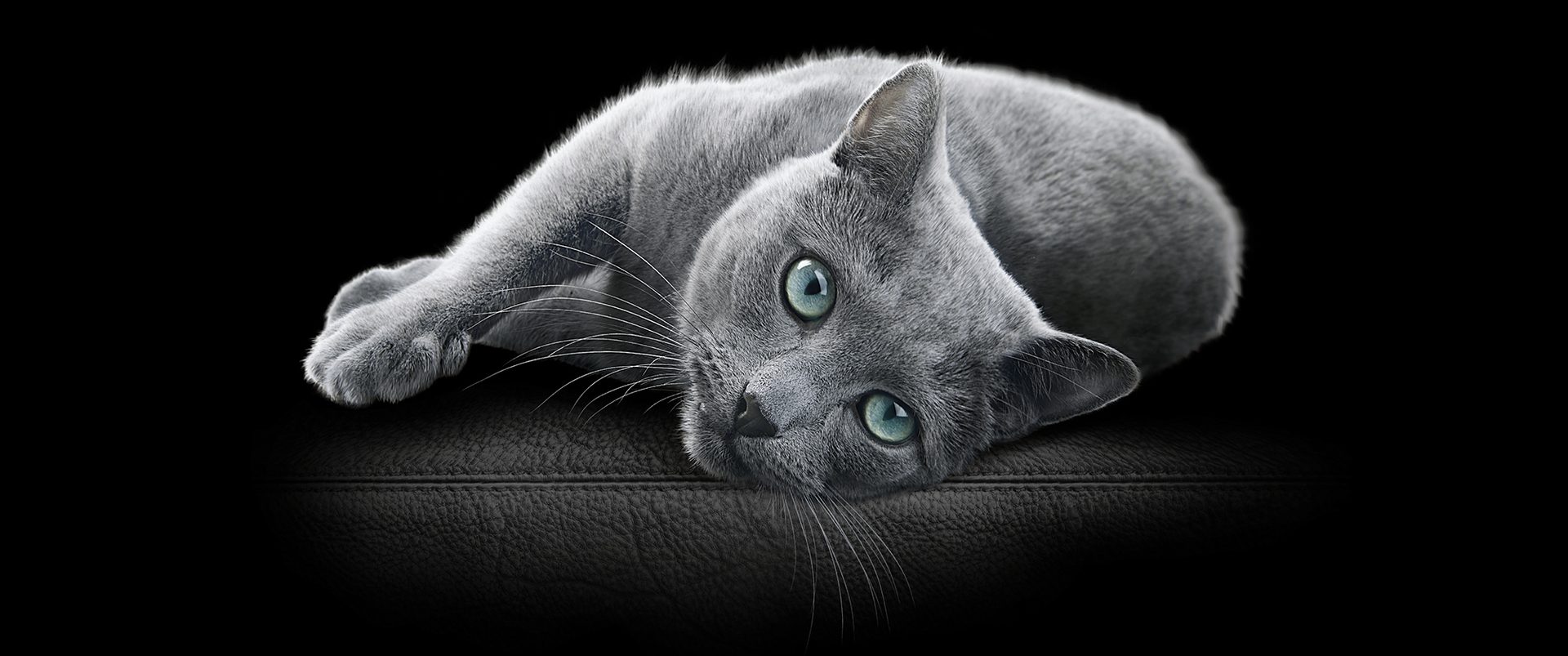 Small to medium-sized cats, Russian blue, Cat, Felidae, Carnivore, Ear, Organism, Grey, Whiskers, Comfort