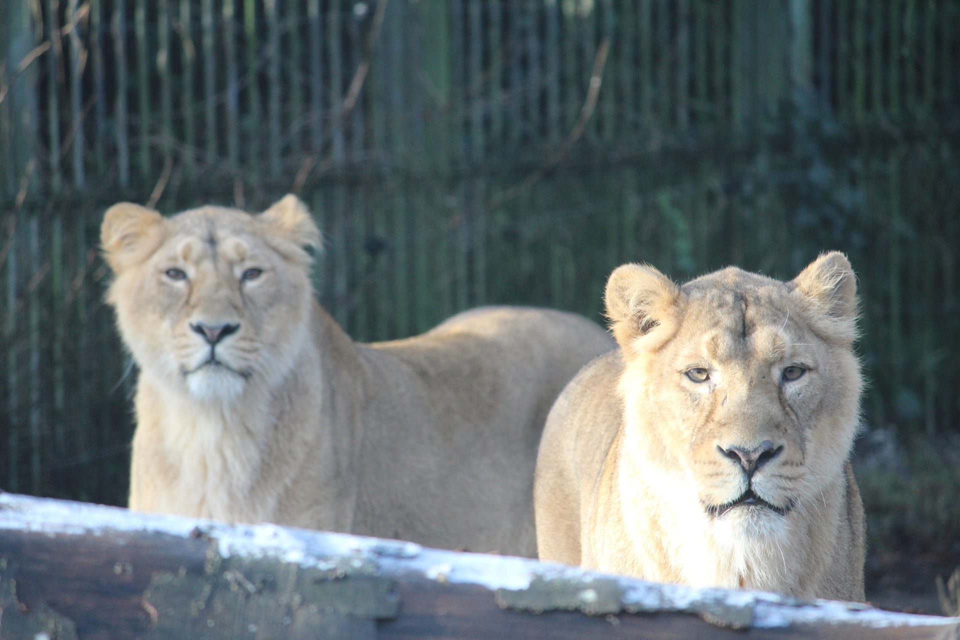 Natural environment, Big cats, Terrestrial animal, Felidae, Carnivore, Temple, Organism, Whiskers, Fawn