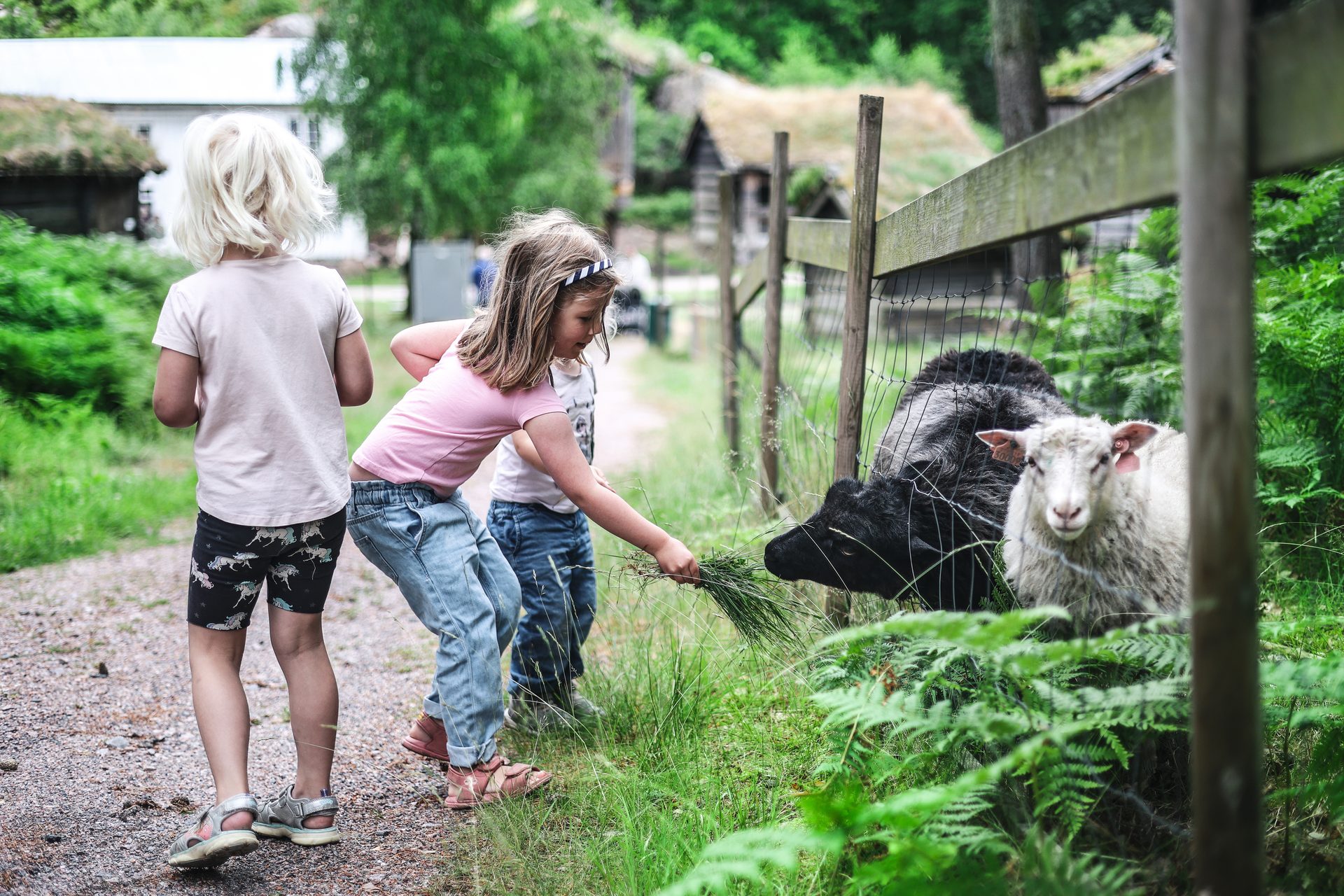 People in nature, Working animal, Plant, Shorts, Fence, Leisure, Happy