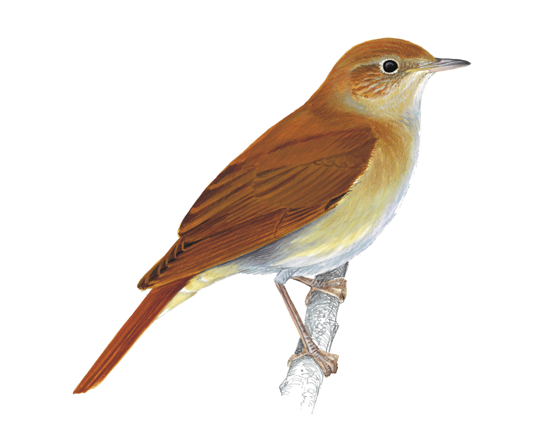Bird, Beak