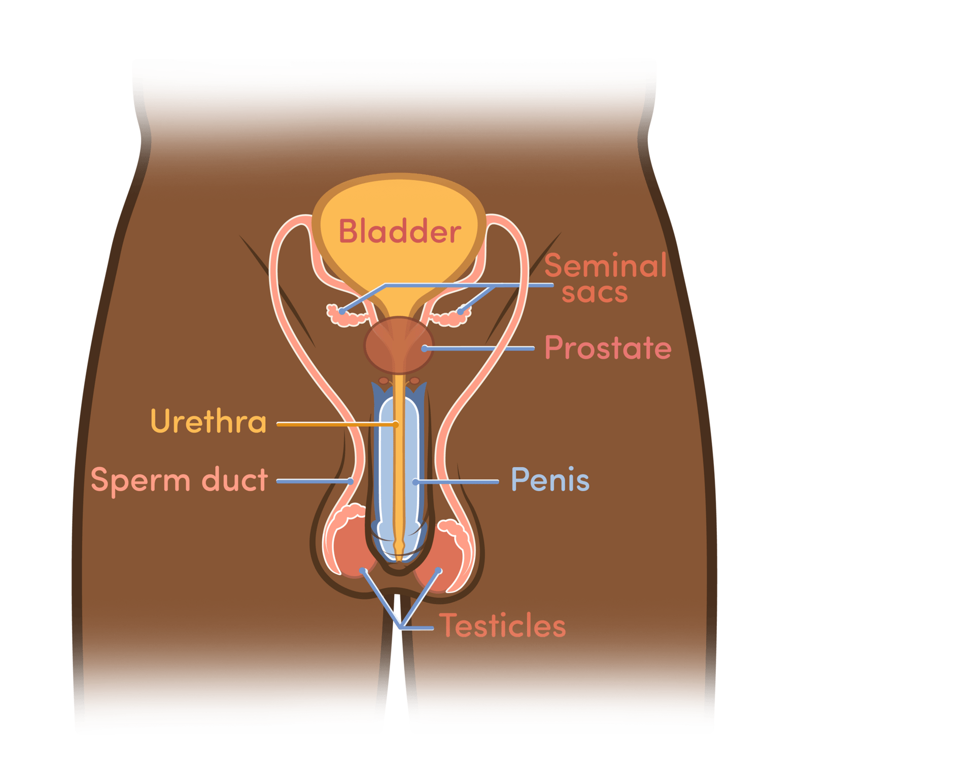Vertebrate, Shorts, Sleeve