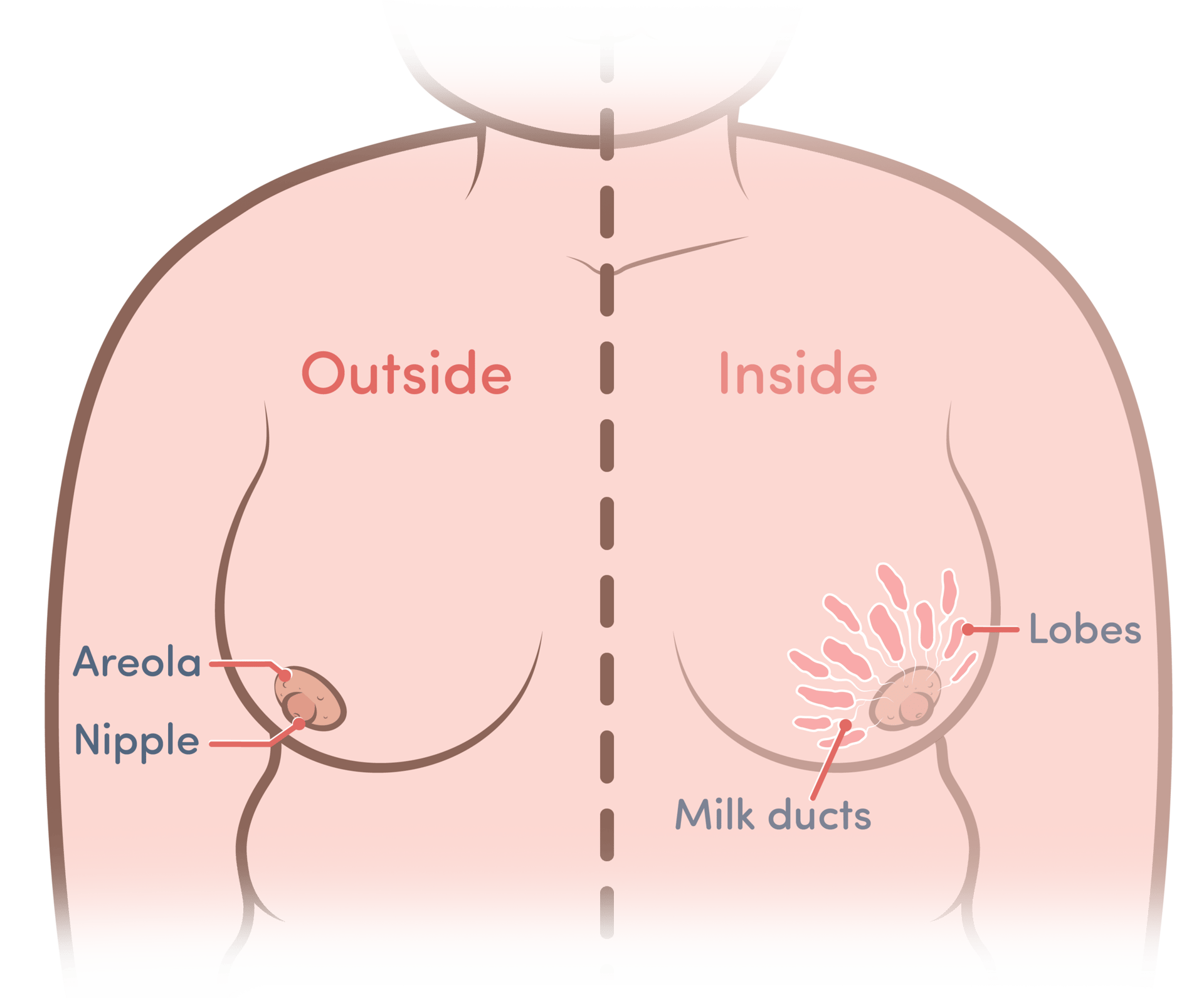 Sleeve, Organism