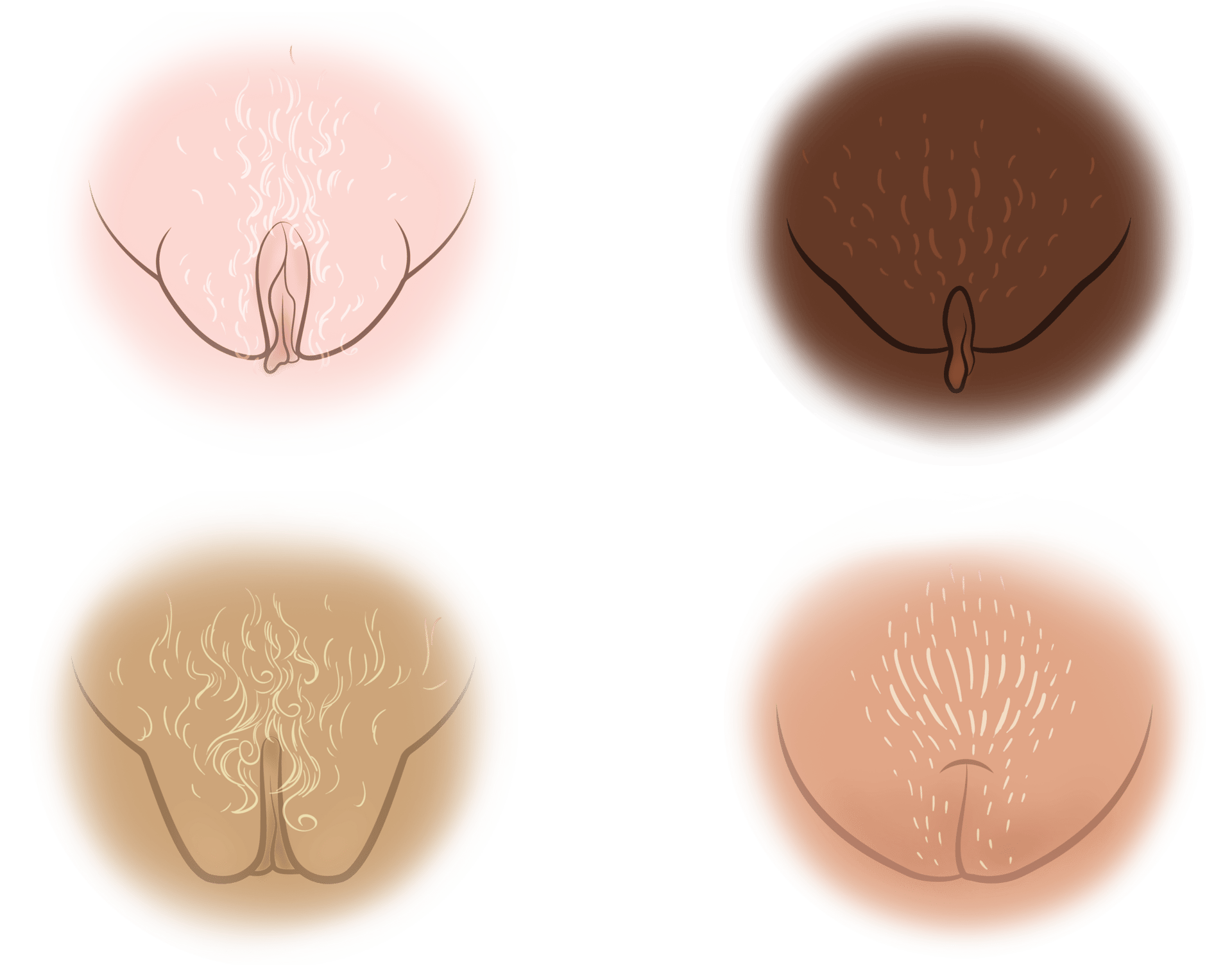 Material property, Brown, Organism, Font