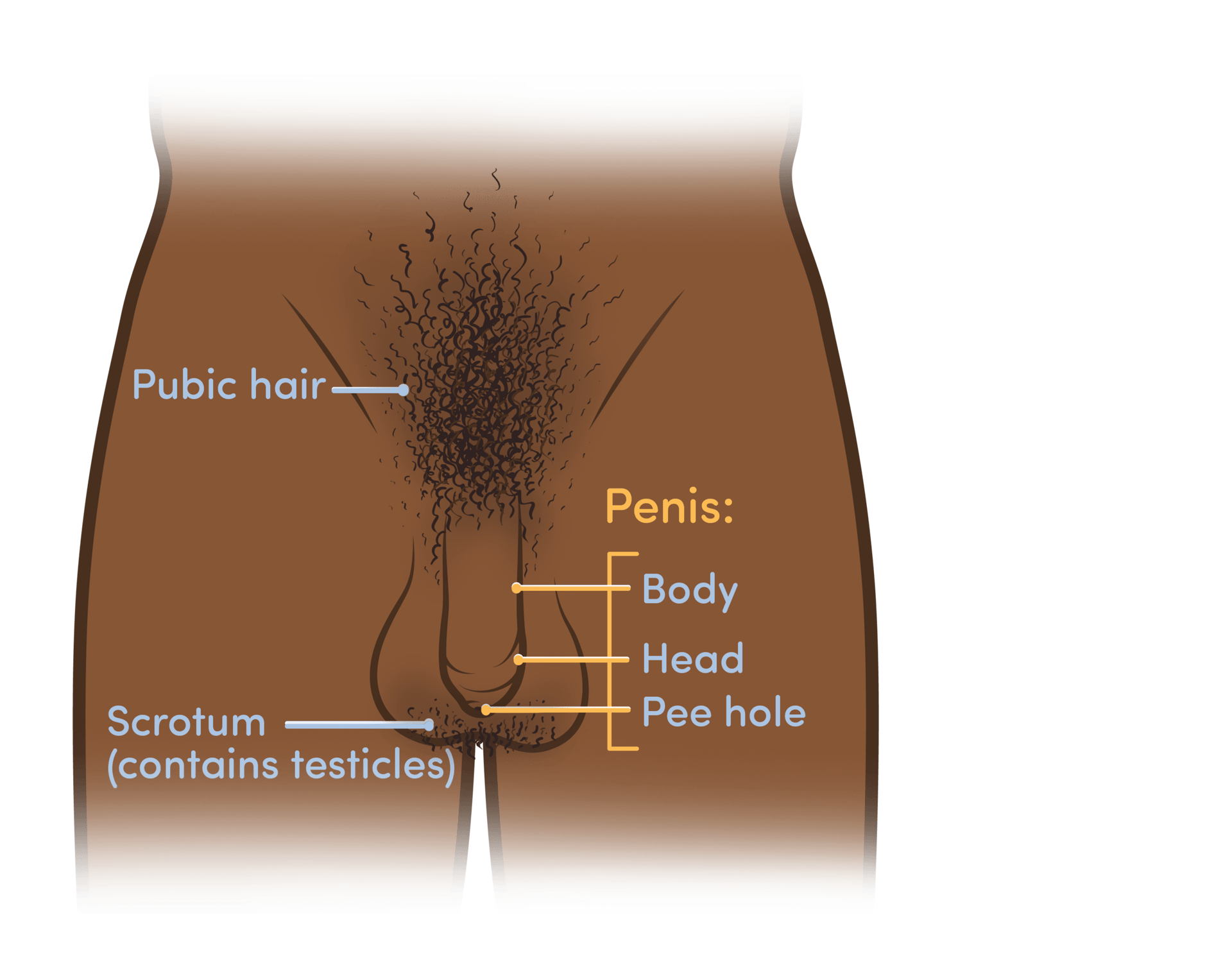 Human body, Plant, Vertebrate, Mammal, Font
