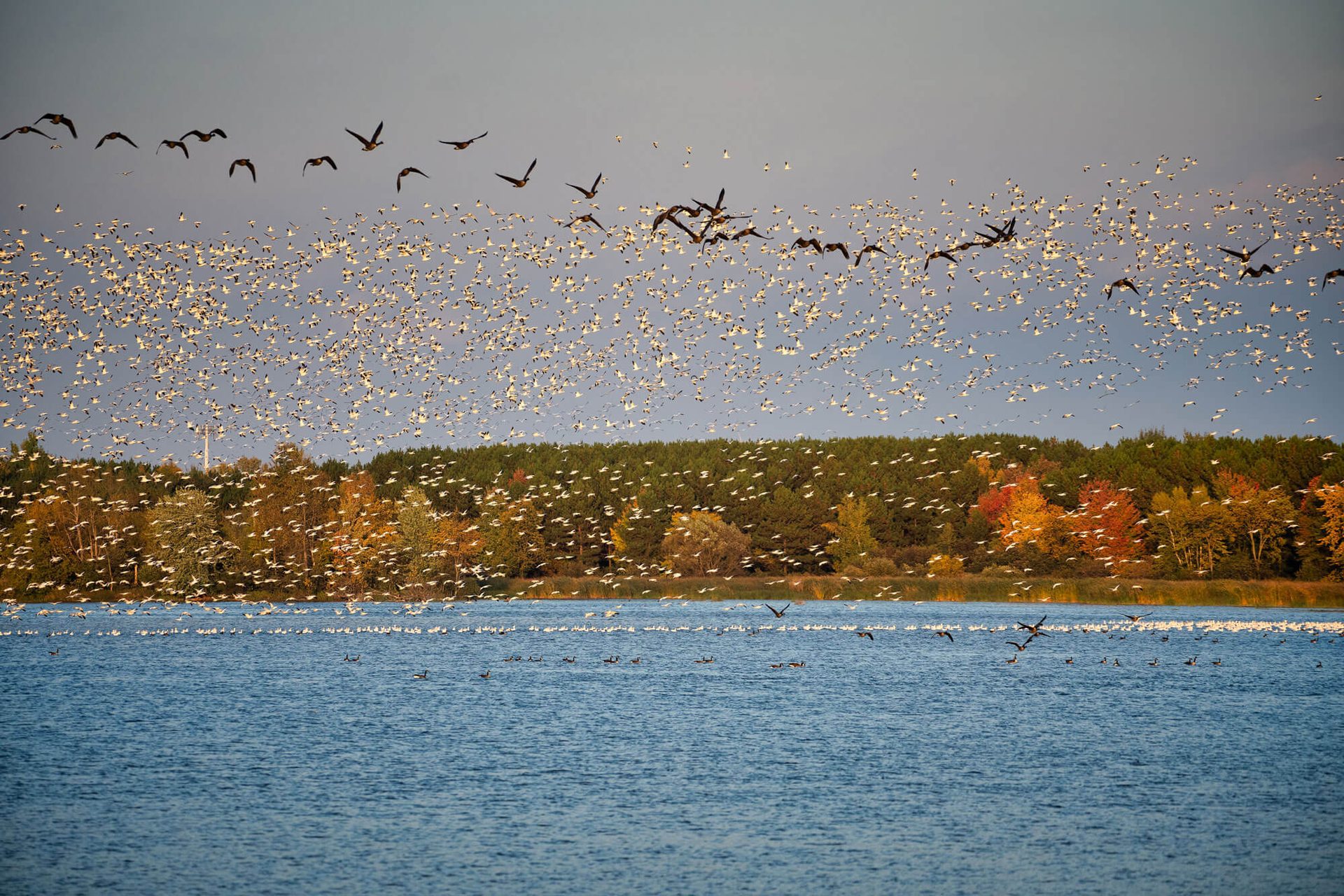 Natural landscape, Animal migration, Water, Sky, Liquid, Nature, Bird, Fluid