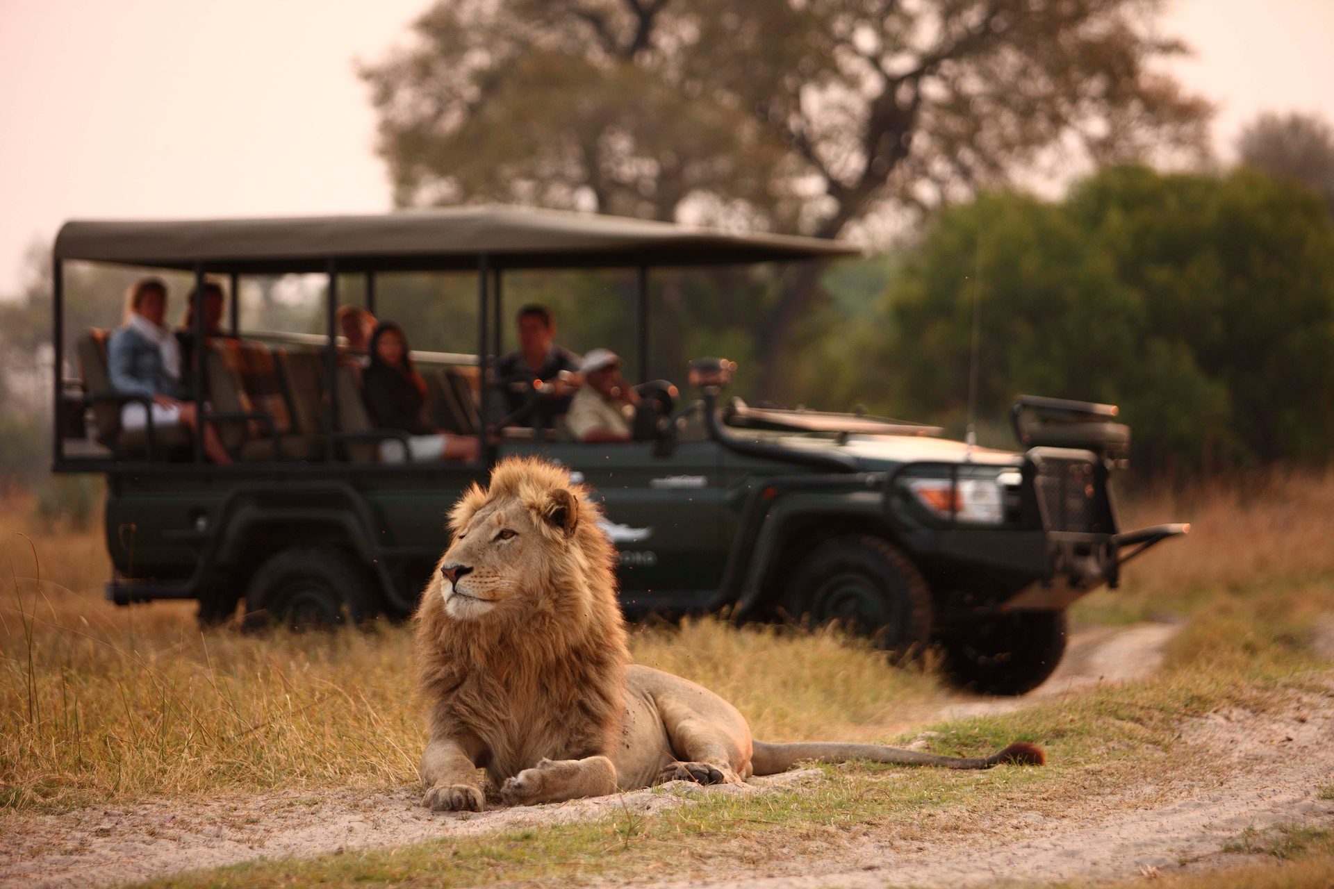 Motor vehicle, Masai lion, Big cats, Tire, Car, Wheel, Felidae