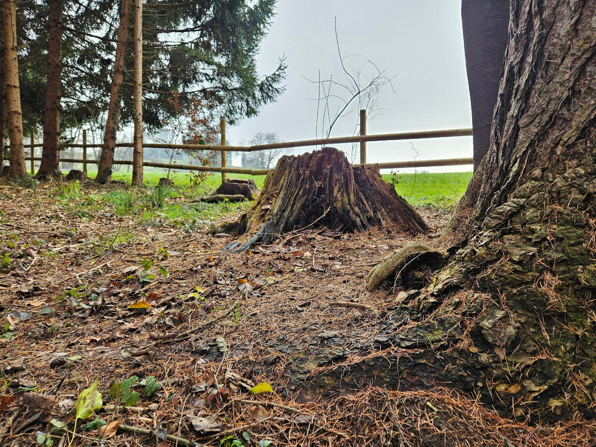 Low-angle forest view: pine needles cover the ground, leading to a large tree stump, fence, and pine trees.