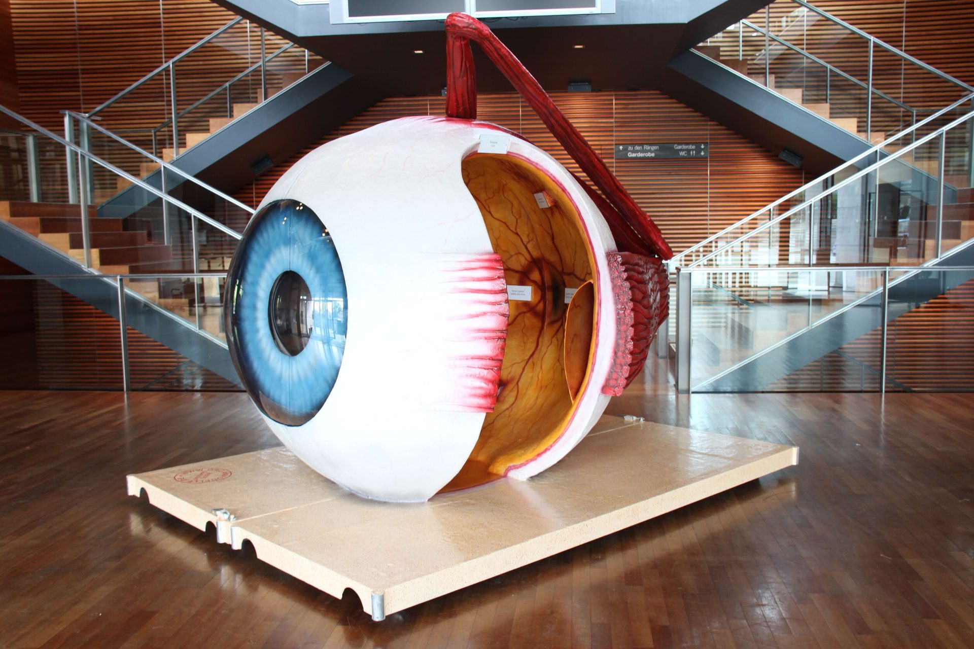 Detailed anatomical model of a human eye, split to show internal structures, displayed in a modern building.