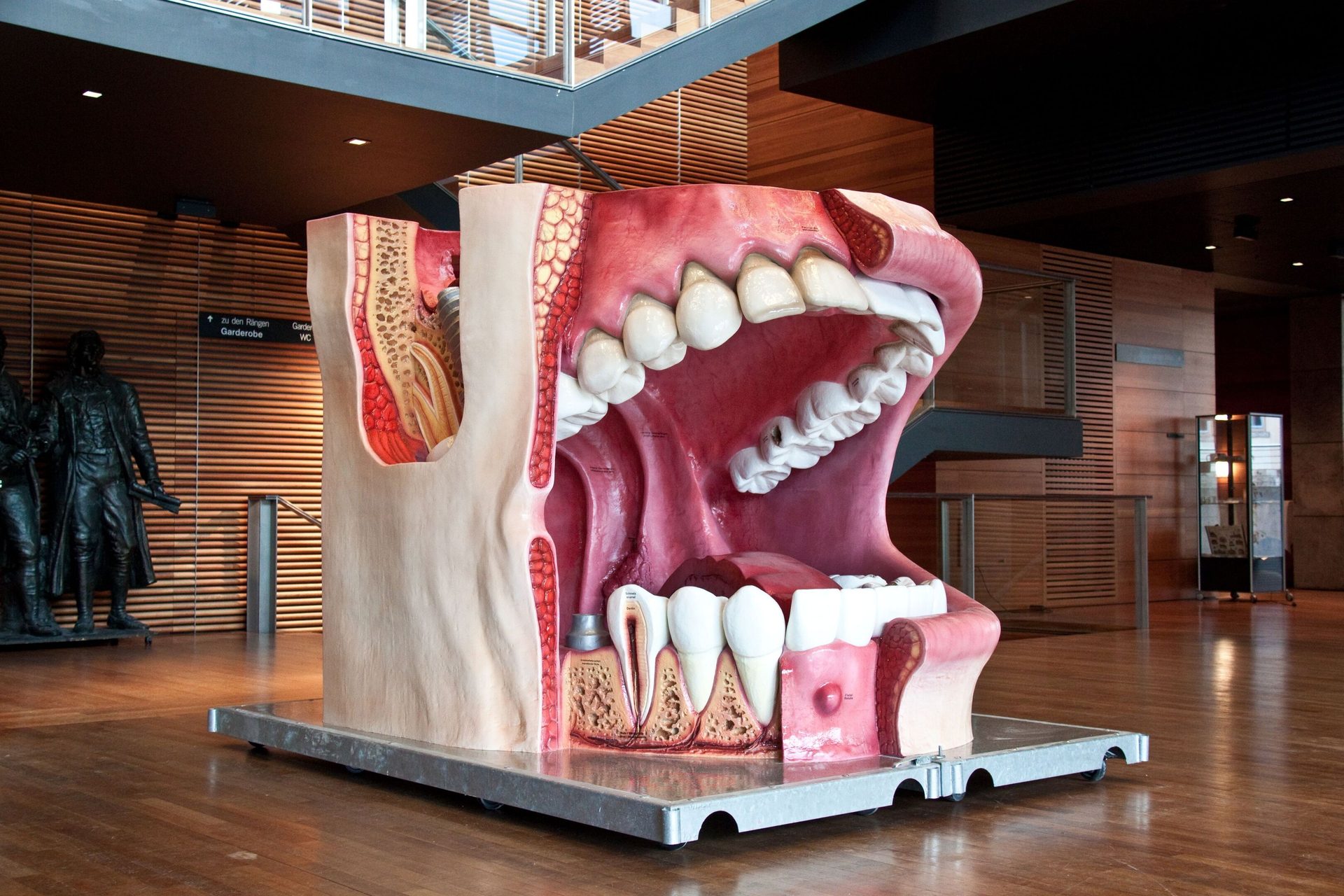 An oversized anatomical model of a human mouth, showing teeth, gums, tongue, and jawbone cross-section.