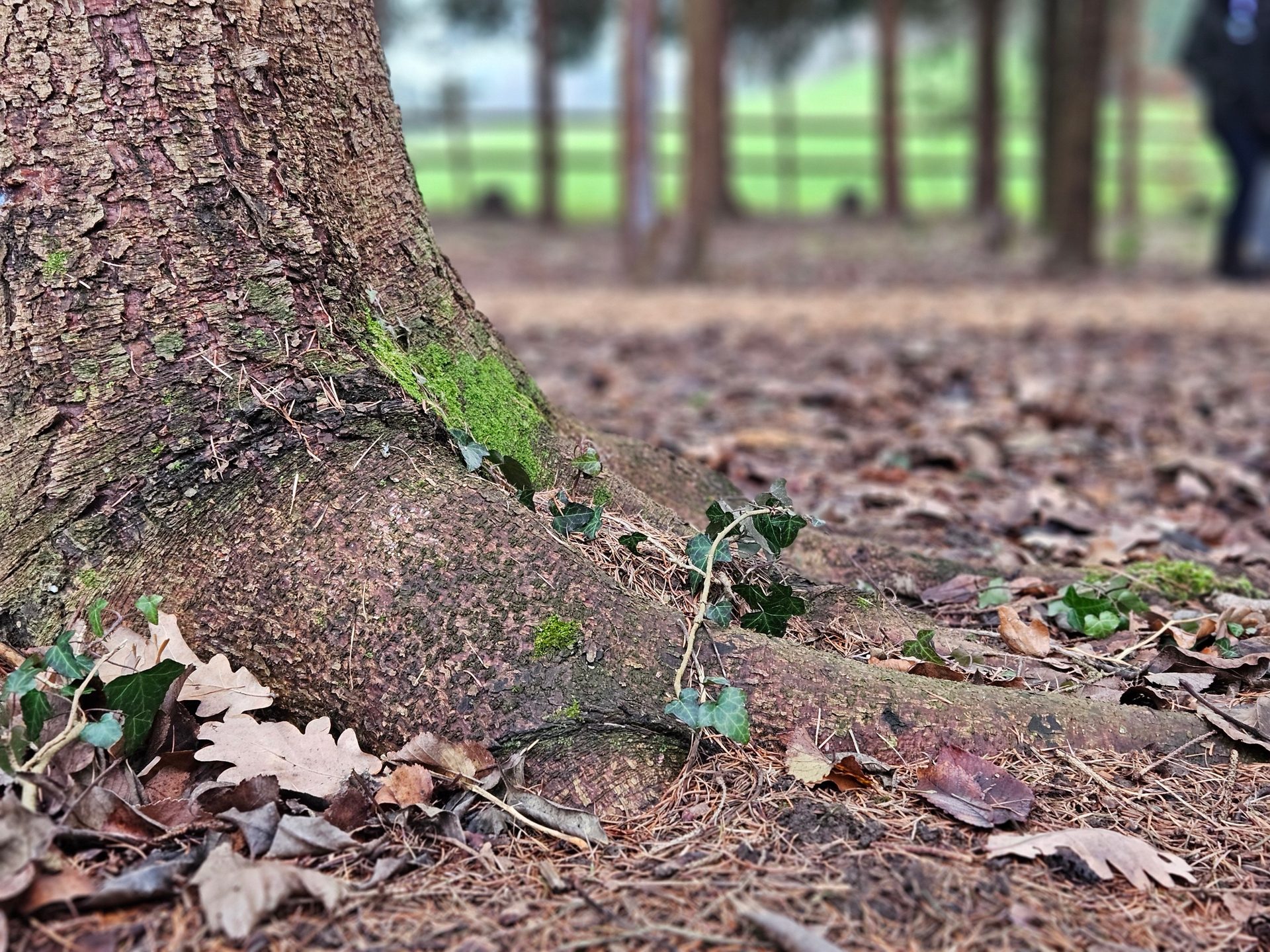 Close-up of a tree base with moss, ivy, and roots, surrounded by fallen leaves in a blurred forest.